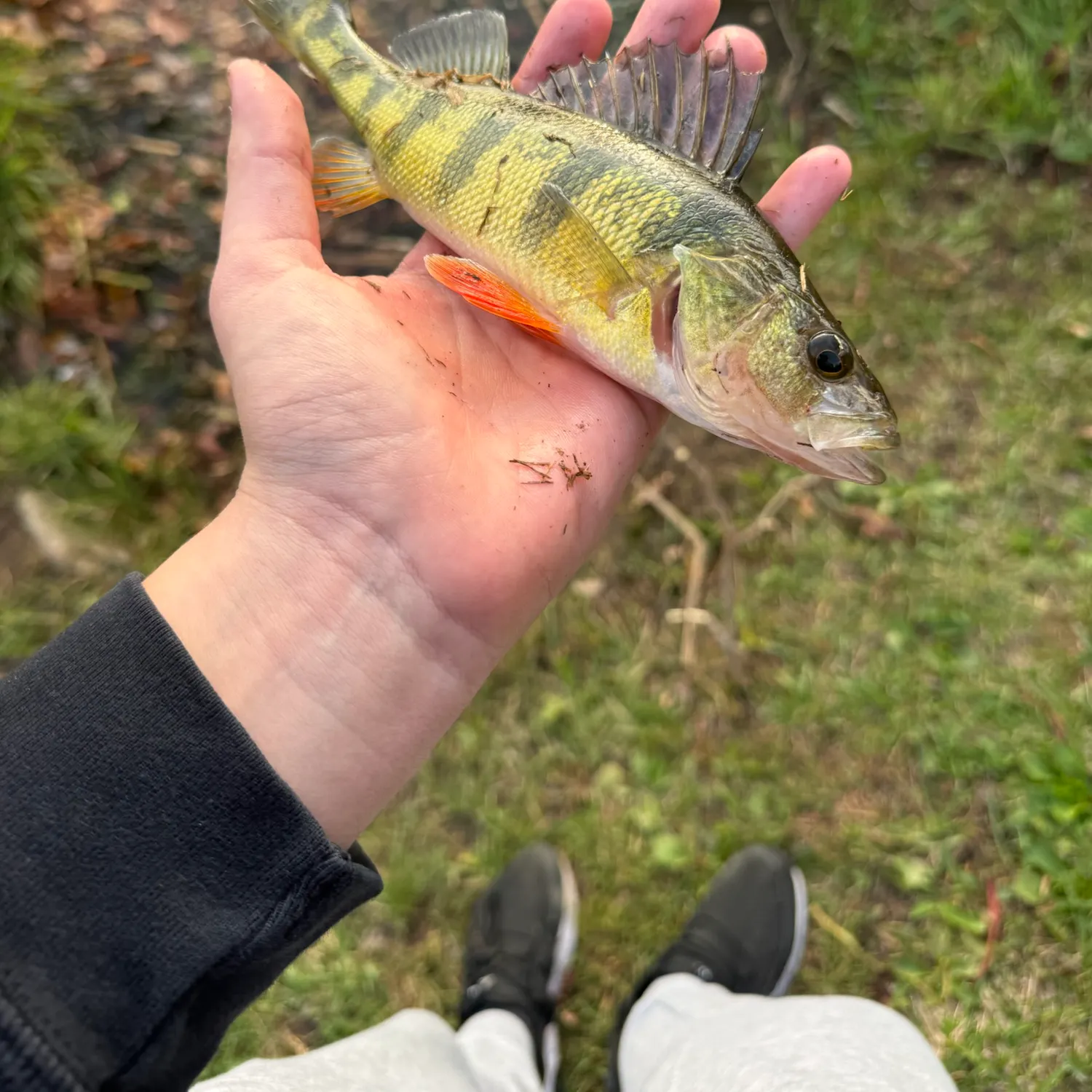 Yellow perch caught on Fishbrain