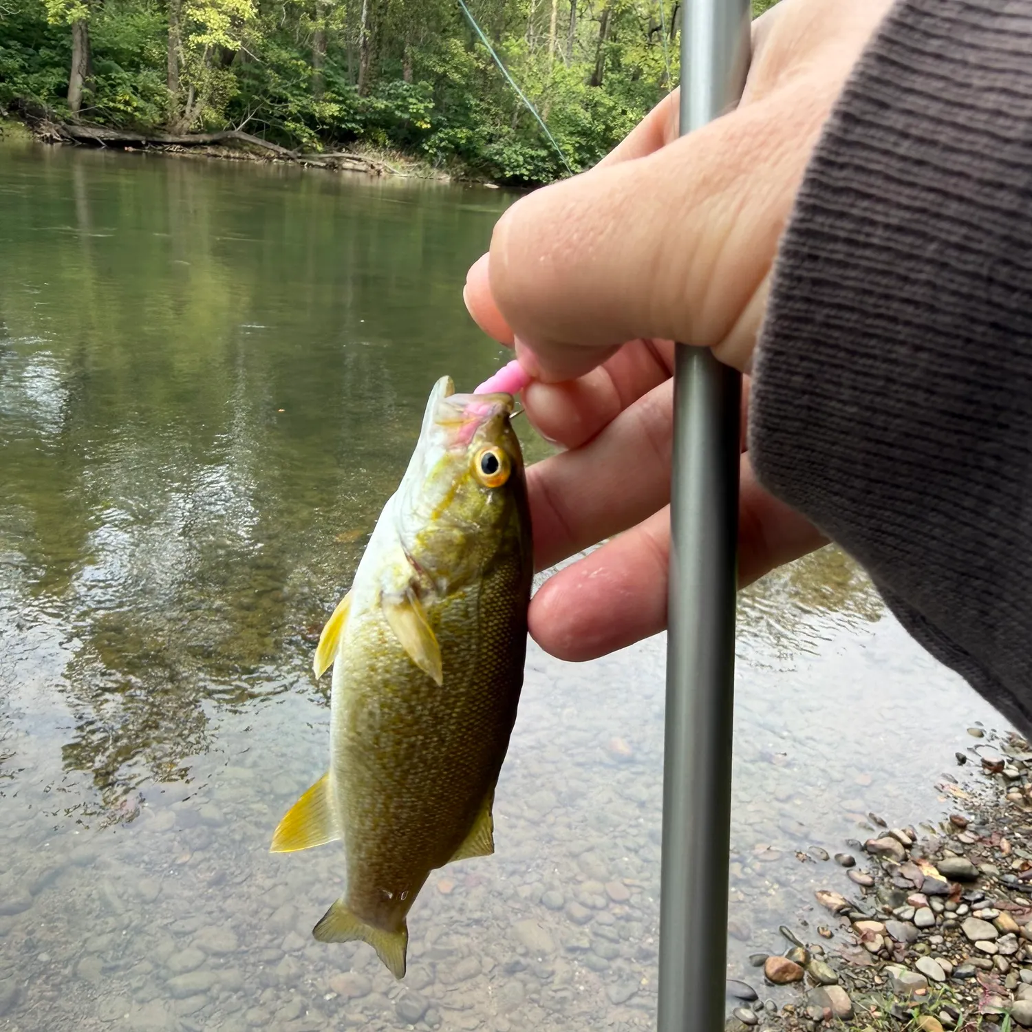 Smallmouth bass caught on Fishbrain
