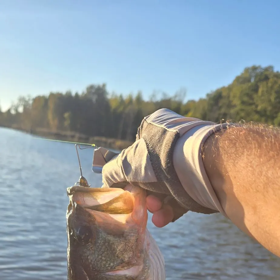 Largemouth bass caught on Fishbrain