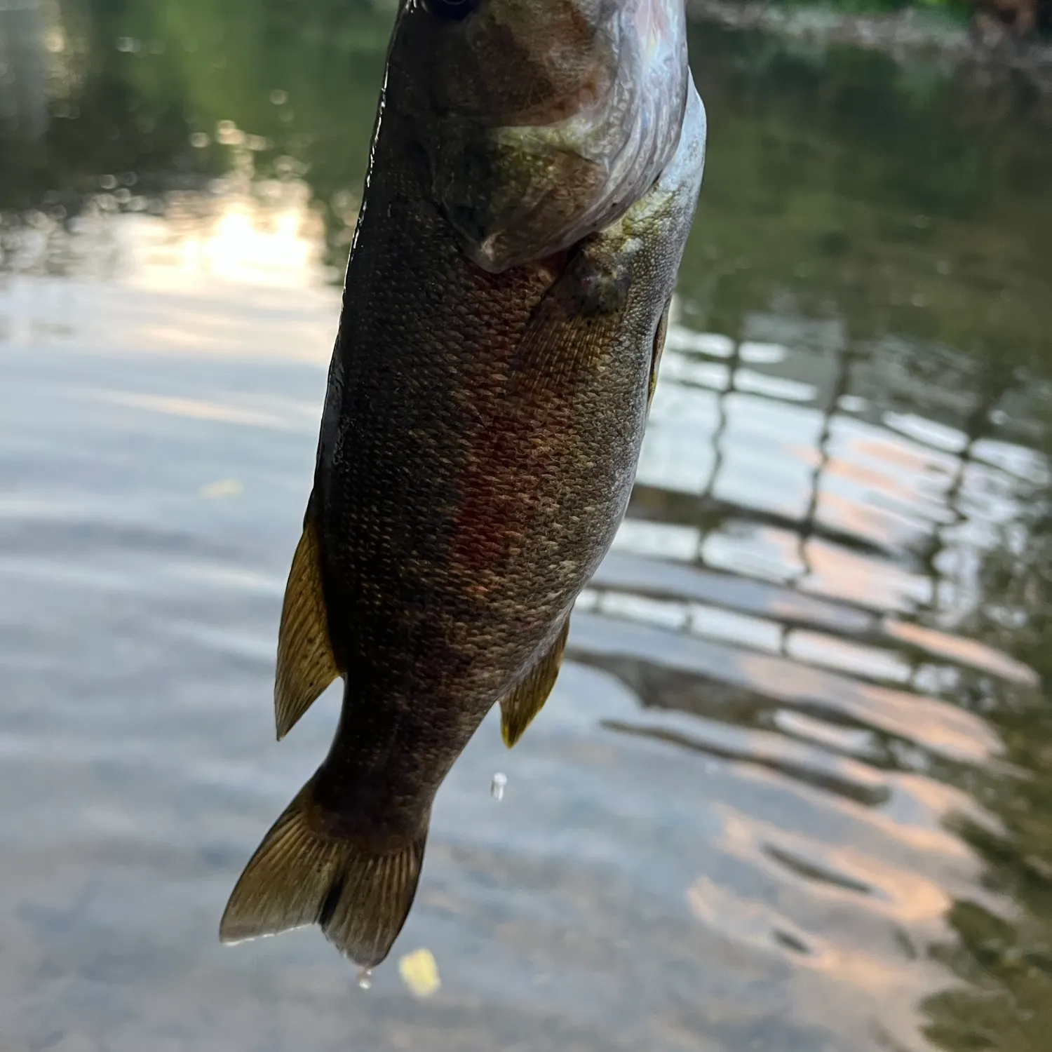 Smallmouth bass caught on Fishbrain