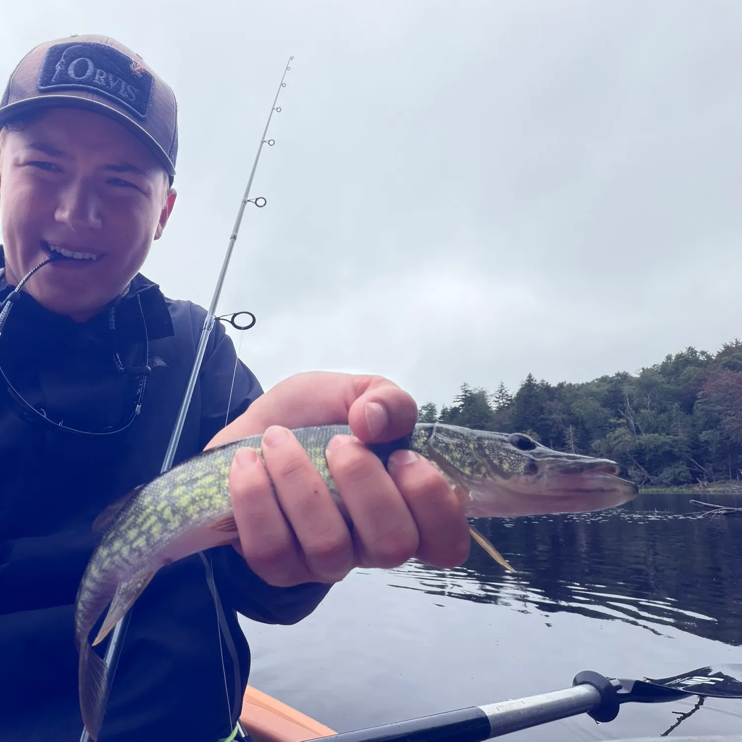 Chain pickerel caught on Fishbrain