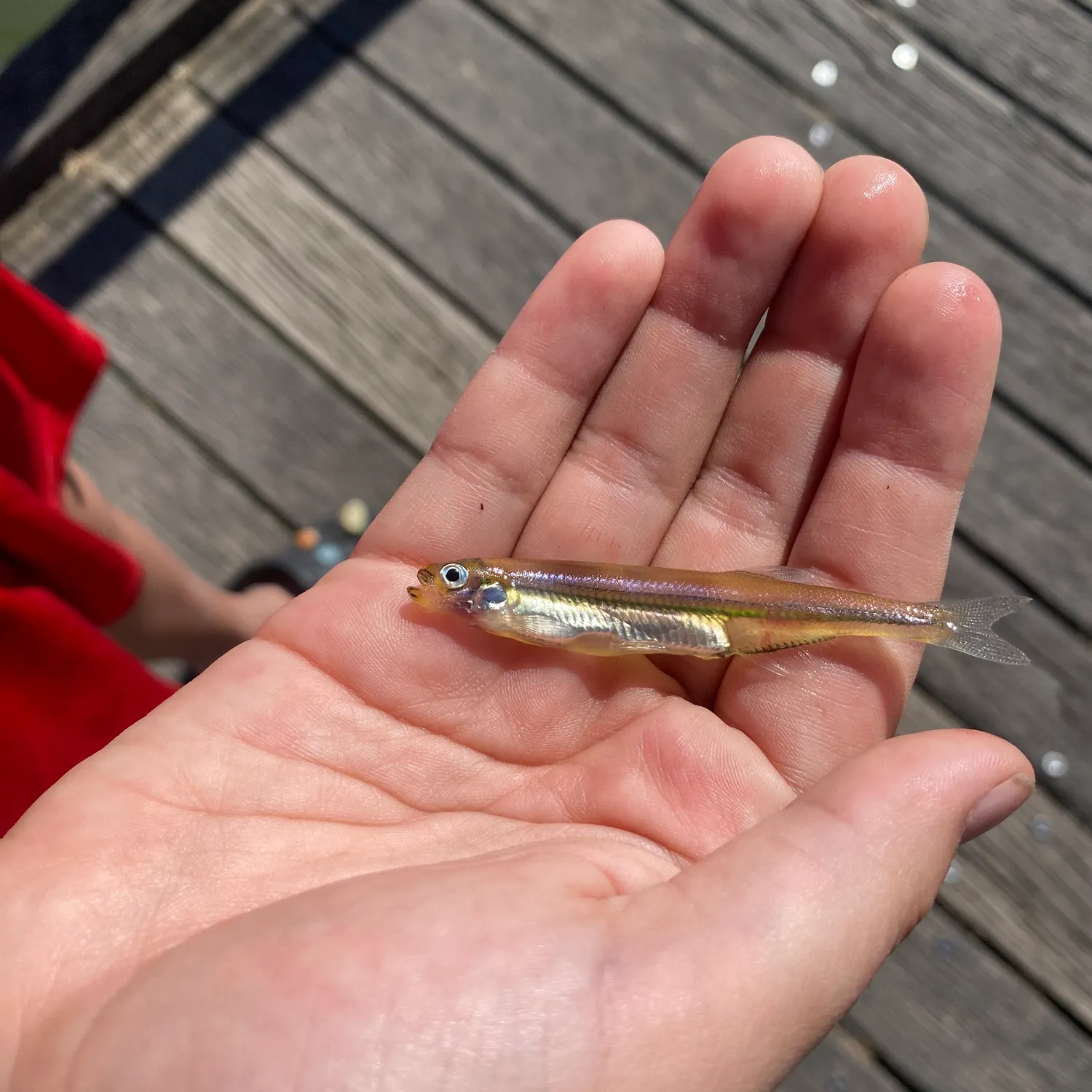 Rainbow trout caught on Fishbrain