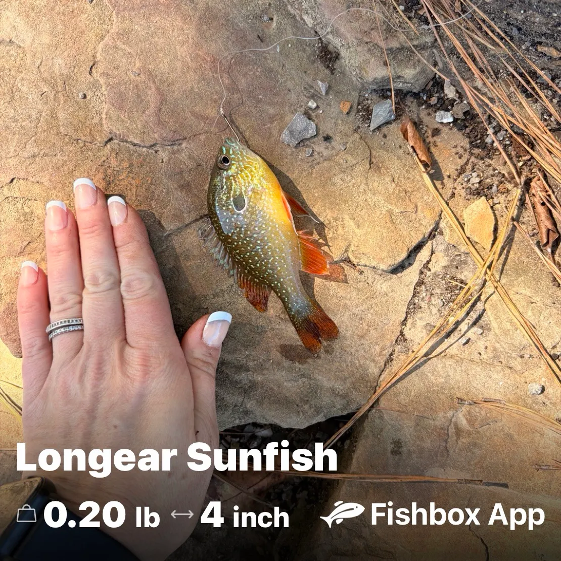 Green sunfish caught on Fishbrain