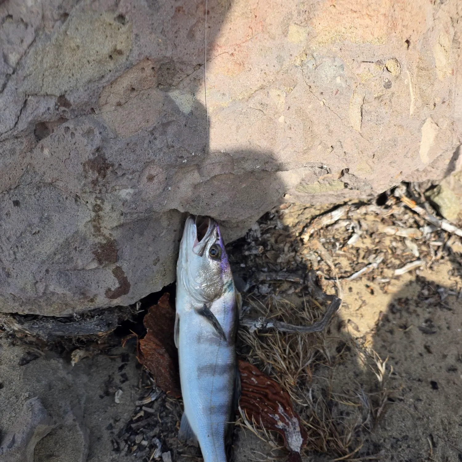 The most recent White seabass catches on Fishbrain