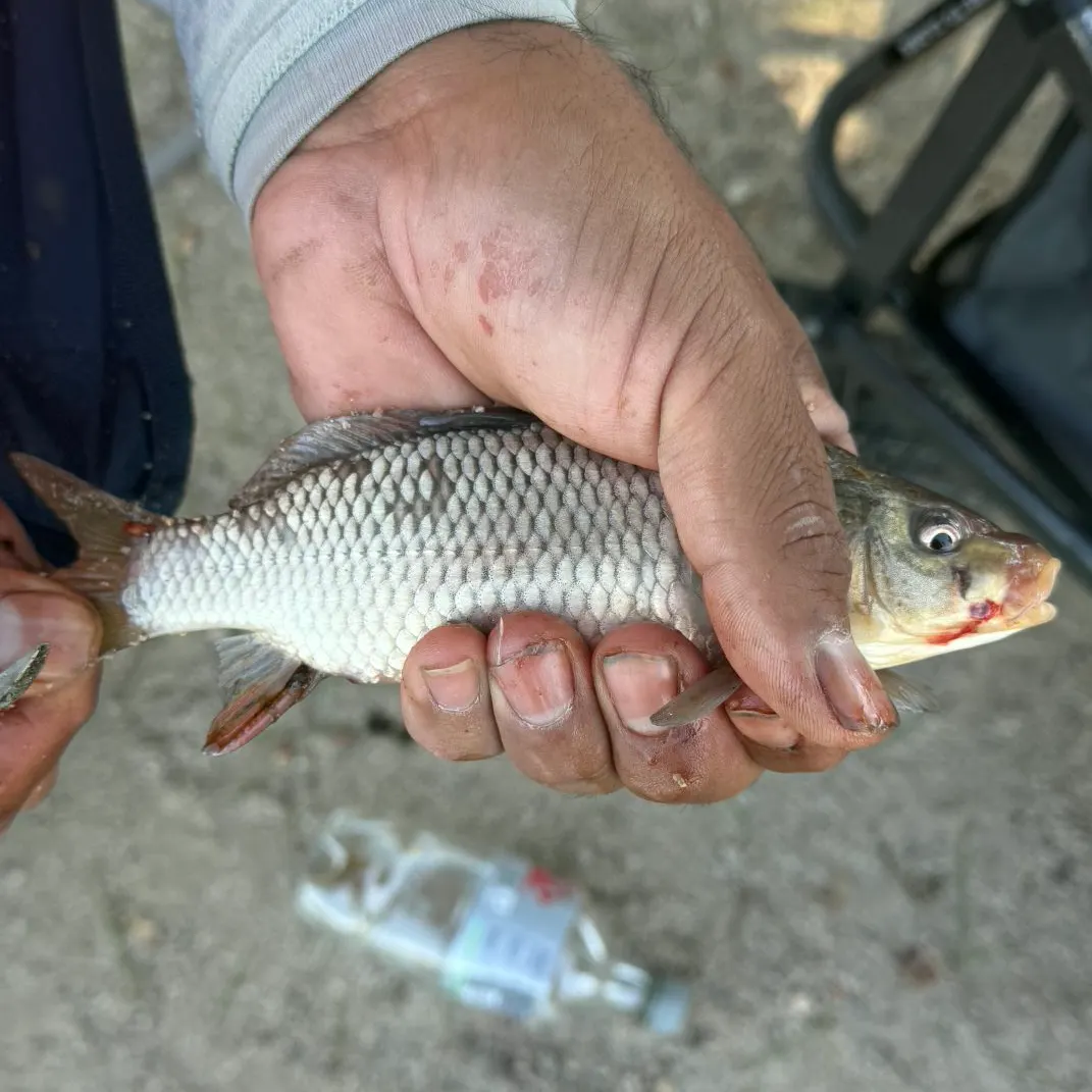 Common carp caught on Fishbrain