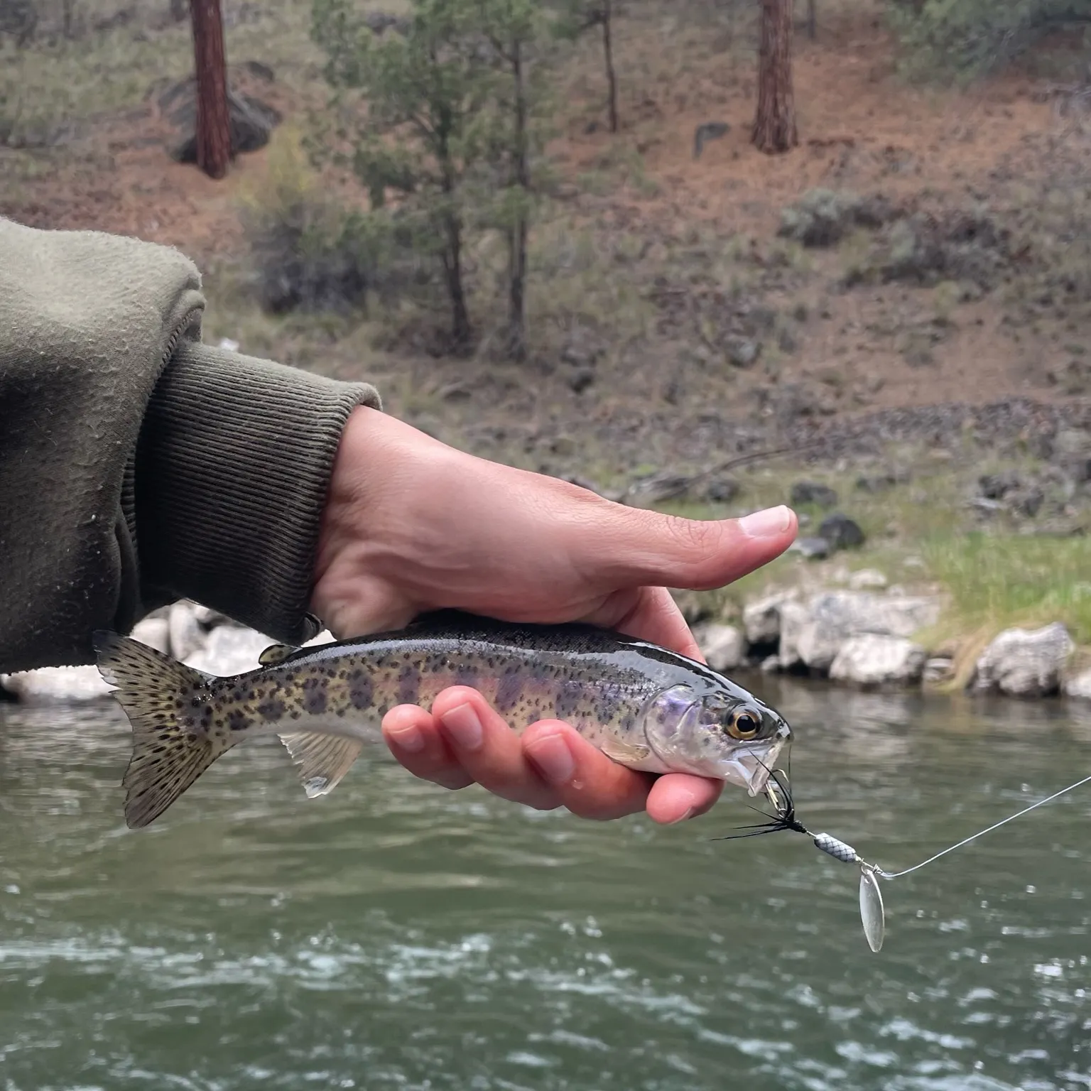 The most recent Great basin redband trout catches on Fishbrain