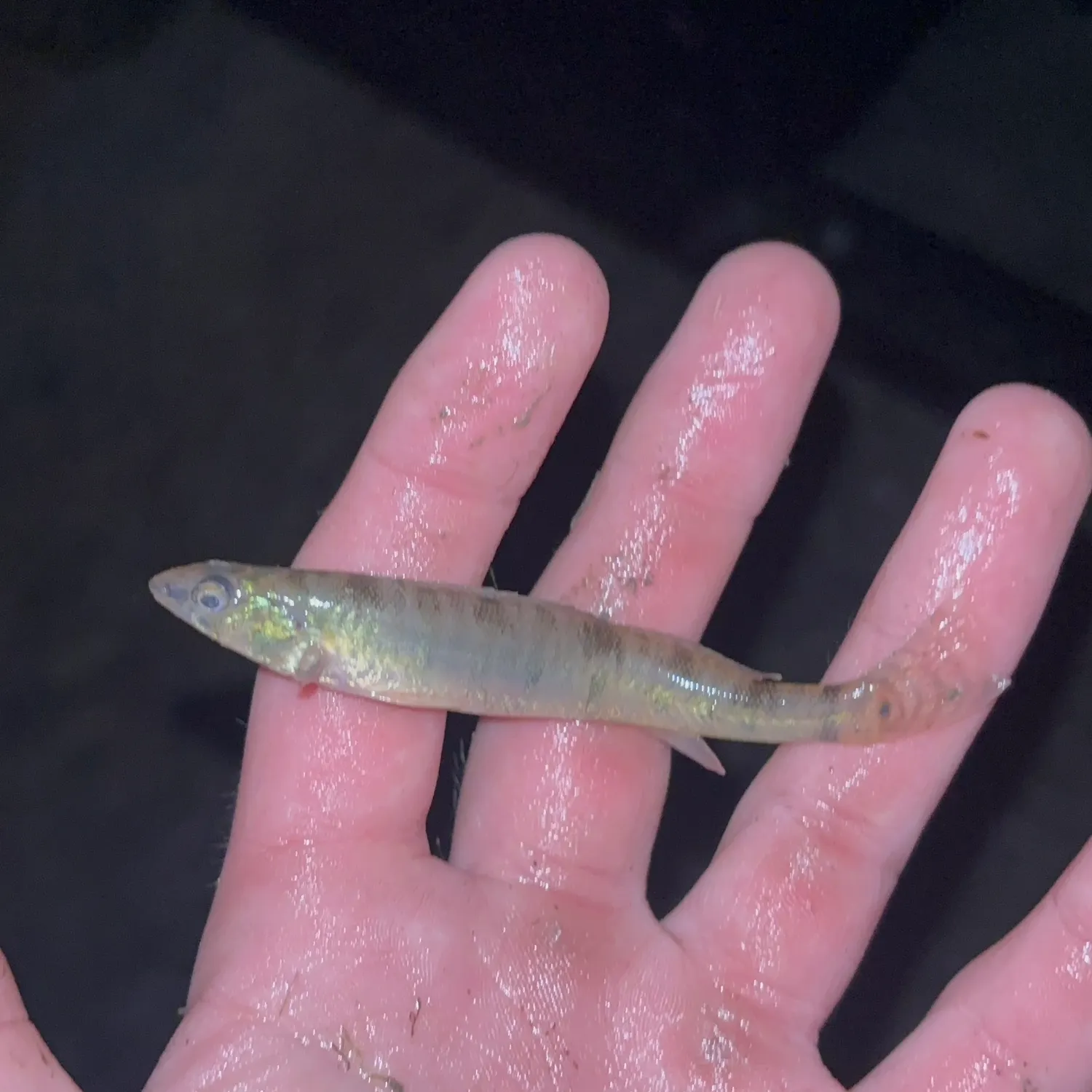 The most recent Common logperch catches on Fishbrain