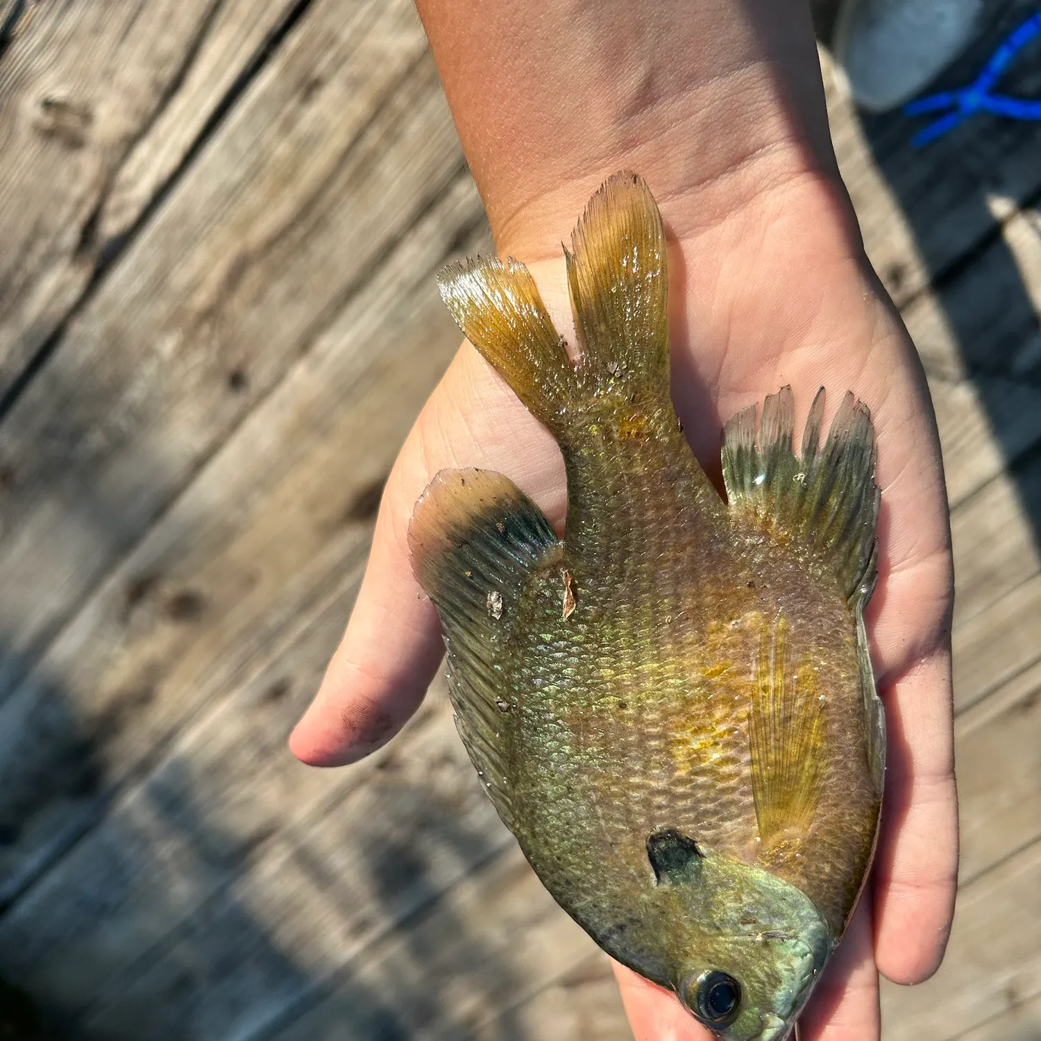 Bluegill caught on Fishbrain