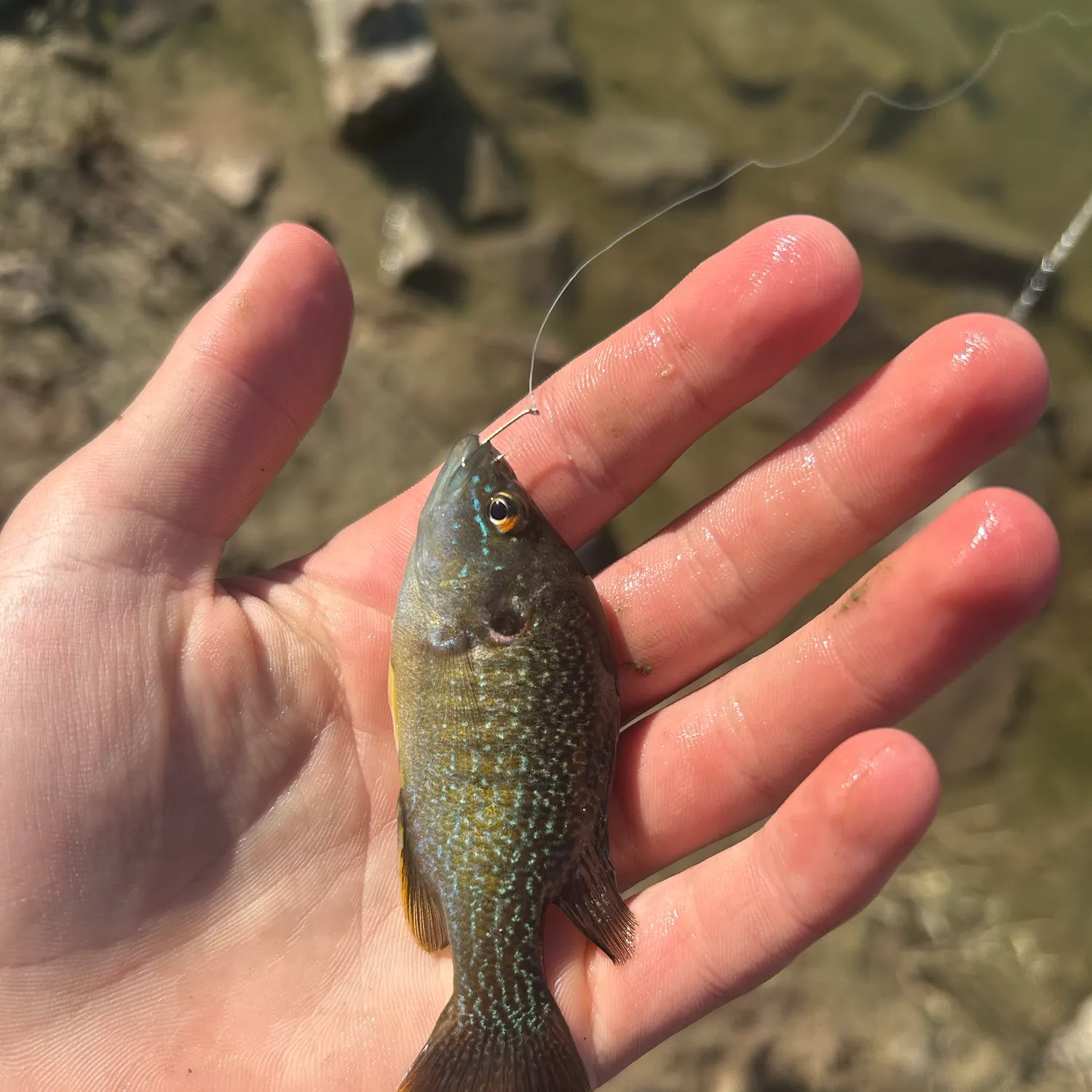 Green sunfish caught on Fishbrain