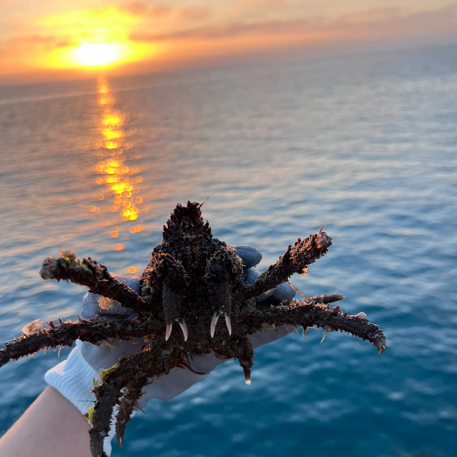 The most recent European spider crab catches on Fishbrain