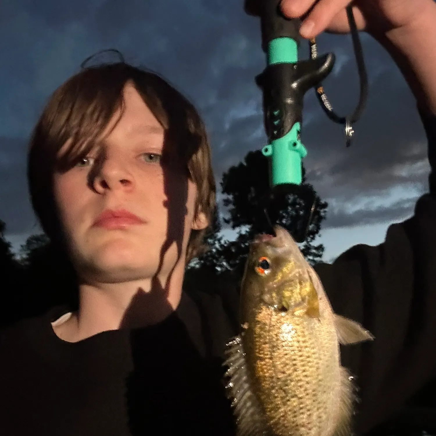 Rock bass caught on Fishbrain
