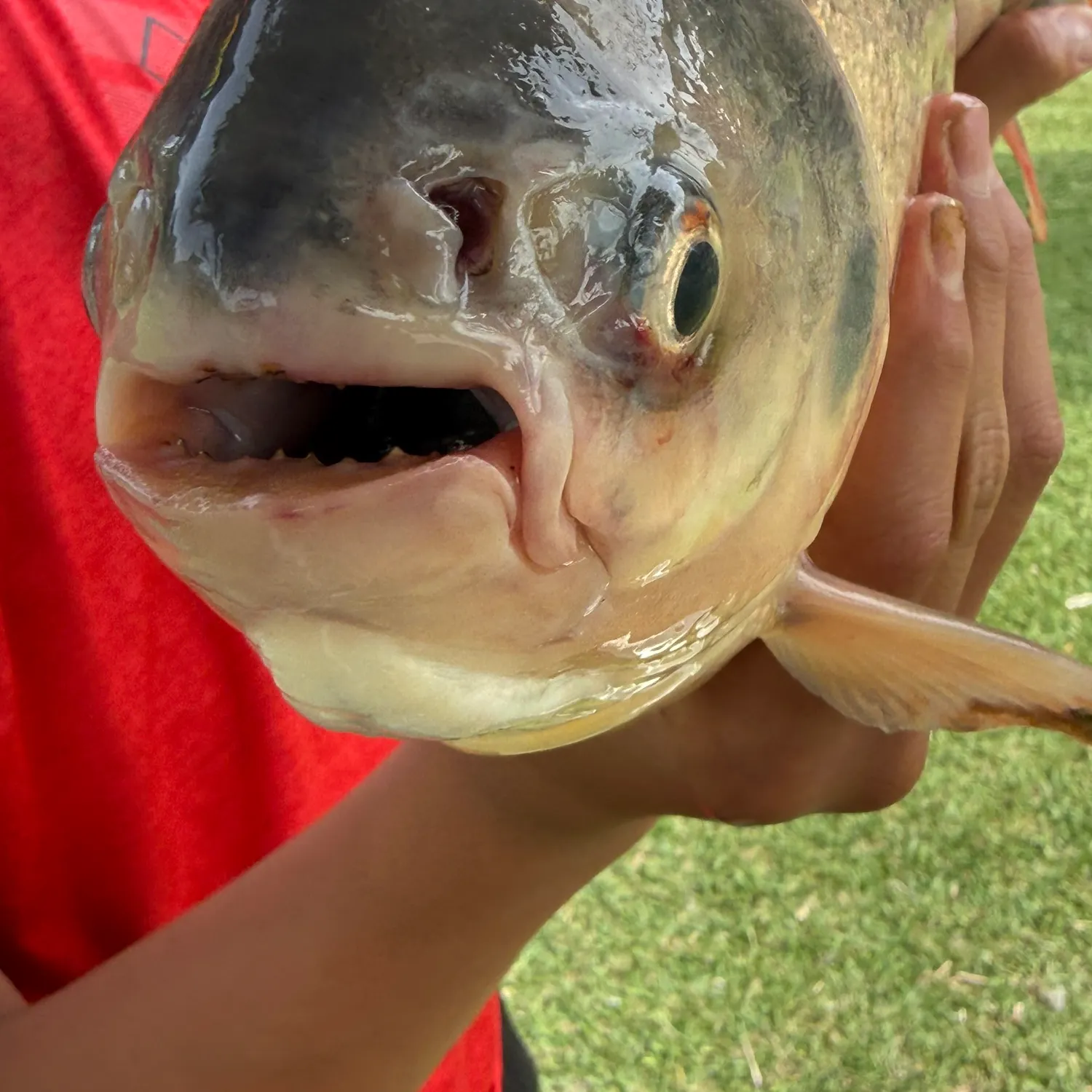 The most recent Small-scaled pacu catches on Fishbrain