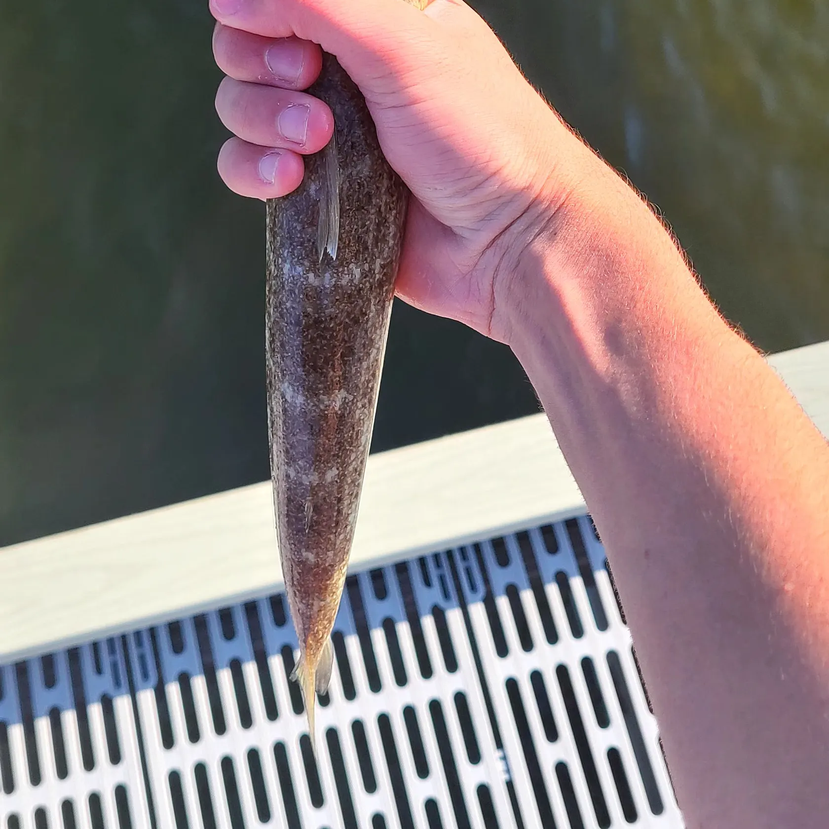 The most recent Lighthouse lizardfish catches on Fishbrain