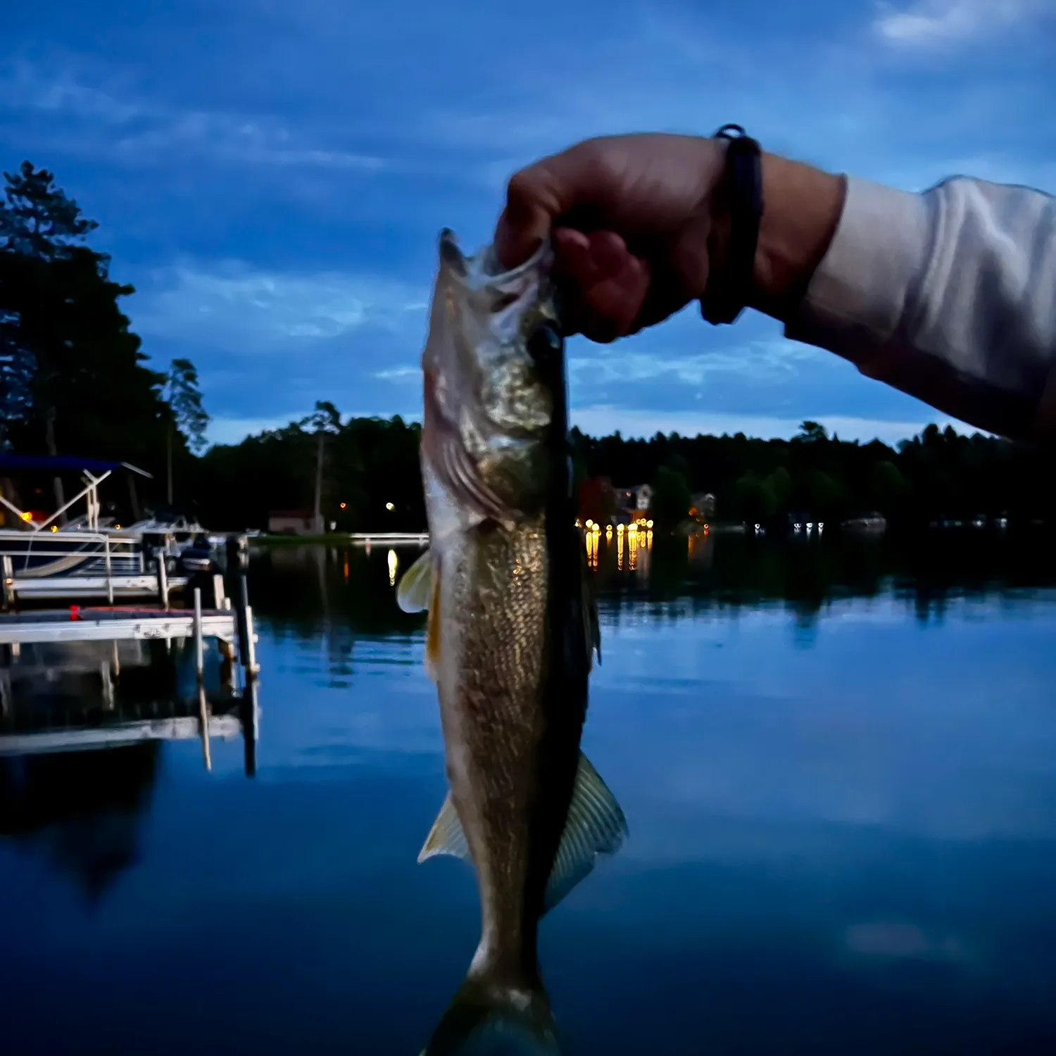 Walleye caught on Fishbrain