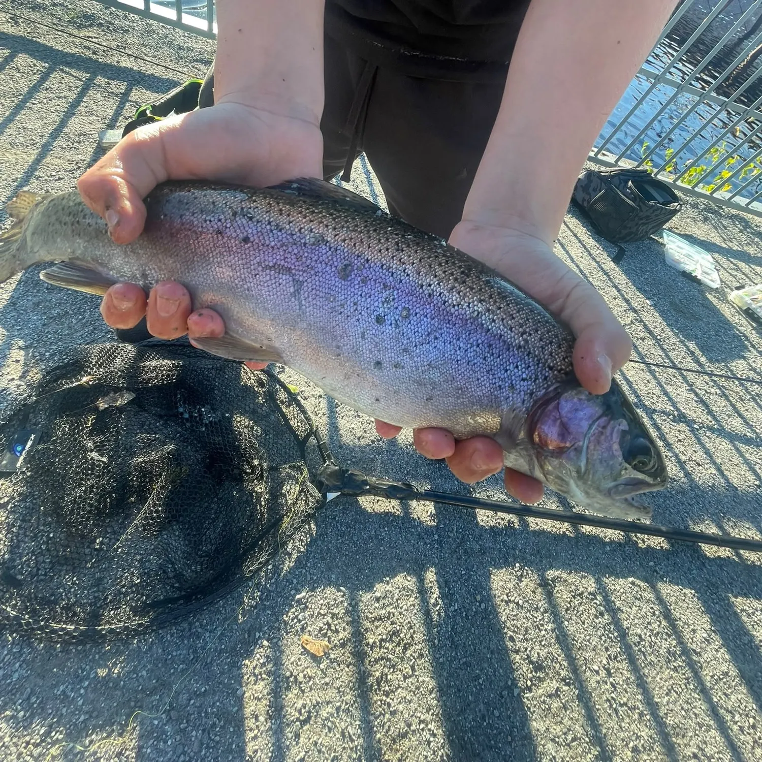 Rainbow trout caught on Fishbrain