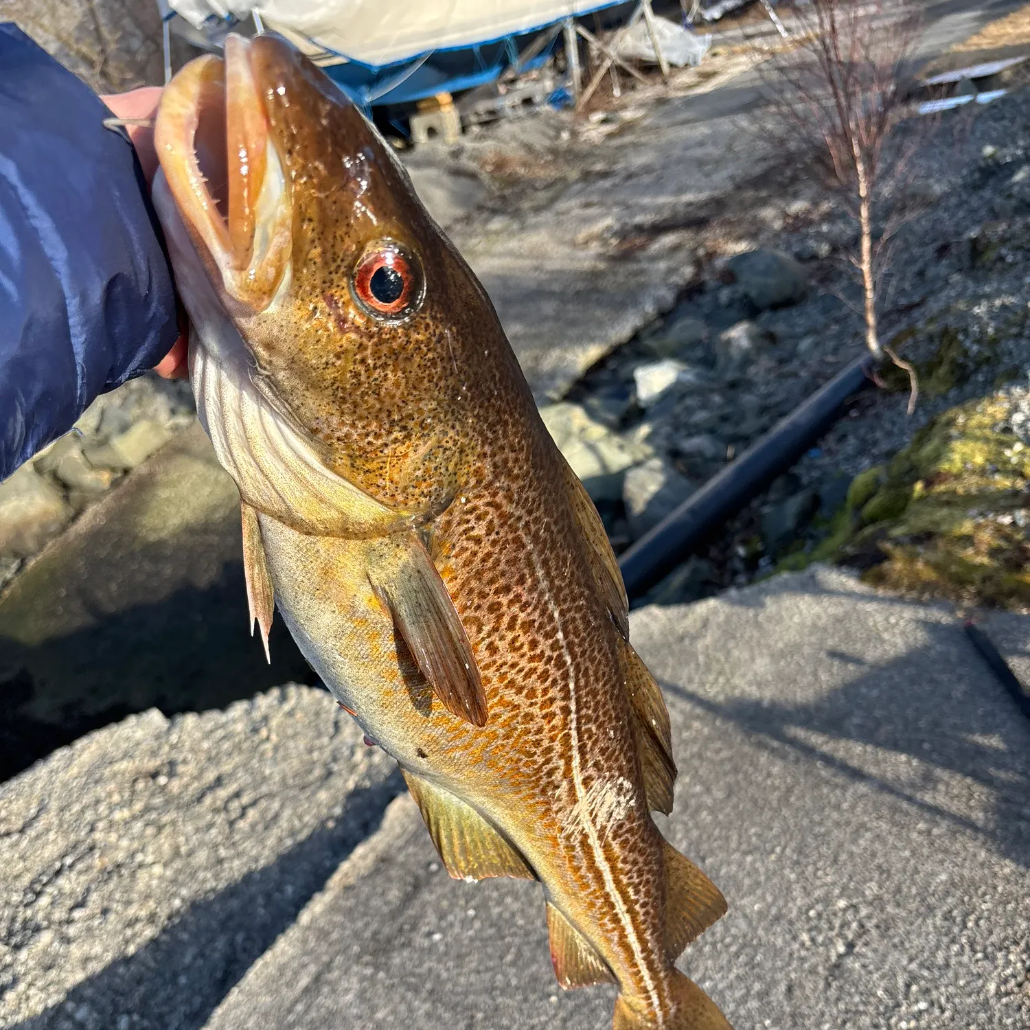 The most recent Atlantic cod catches on Fishbrain