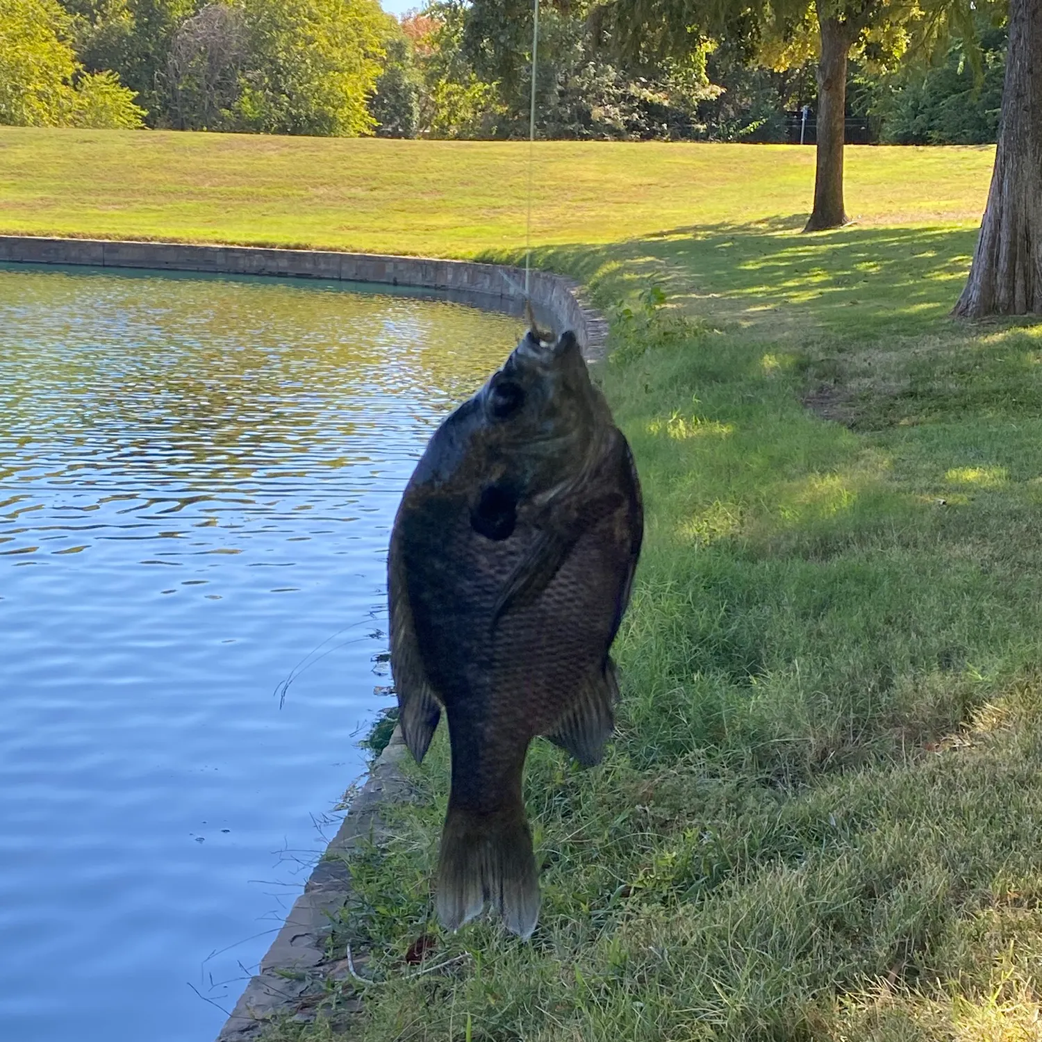 angler catch