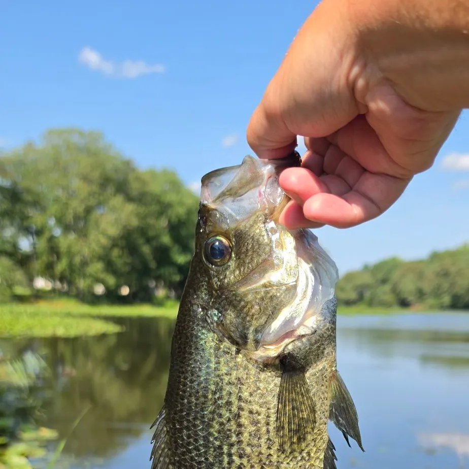Black crappie caught on Fishbrain