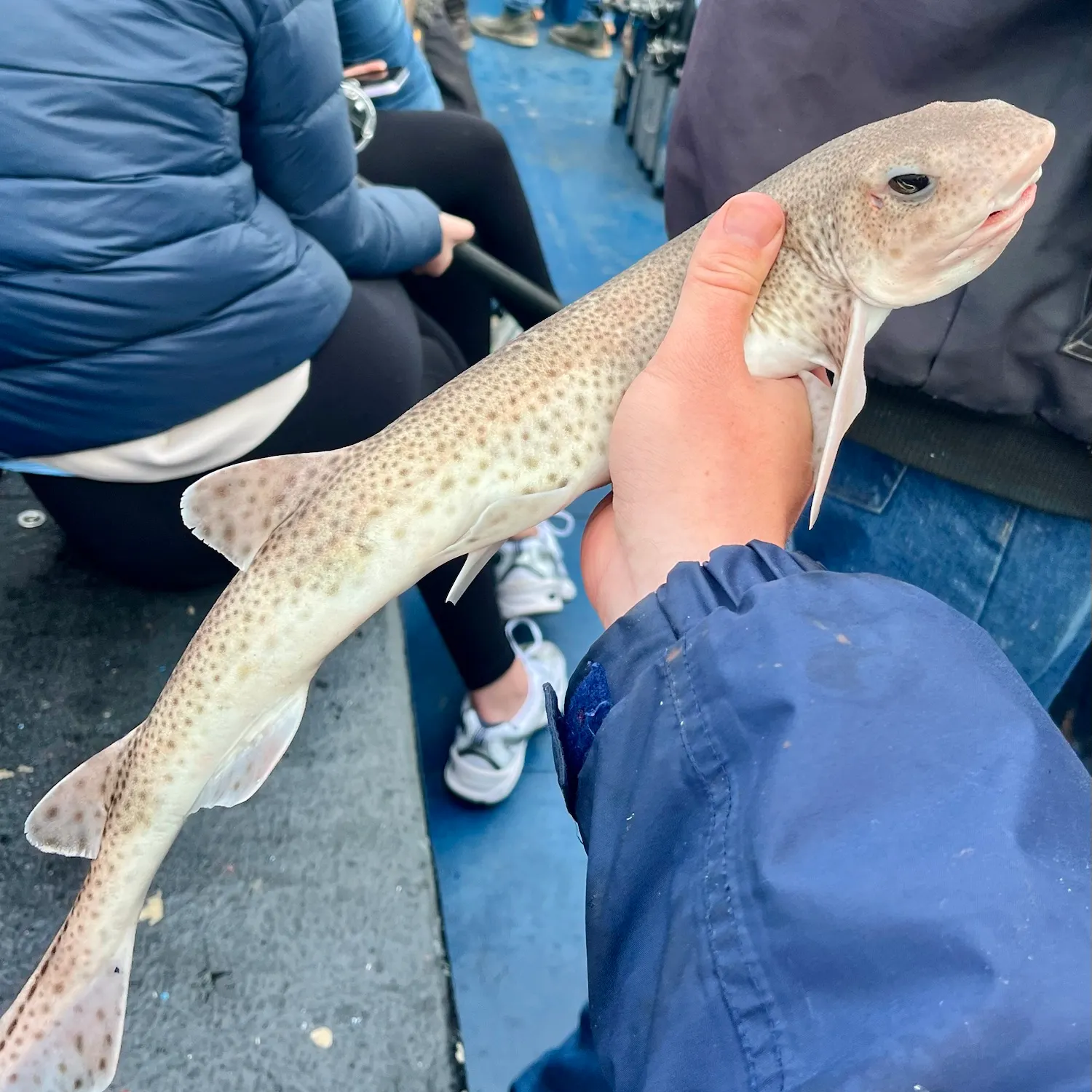 Lesser spotted dogfish caught on Fishbrain