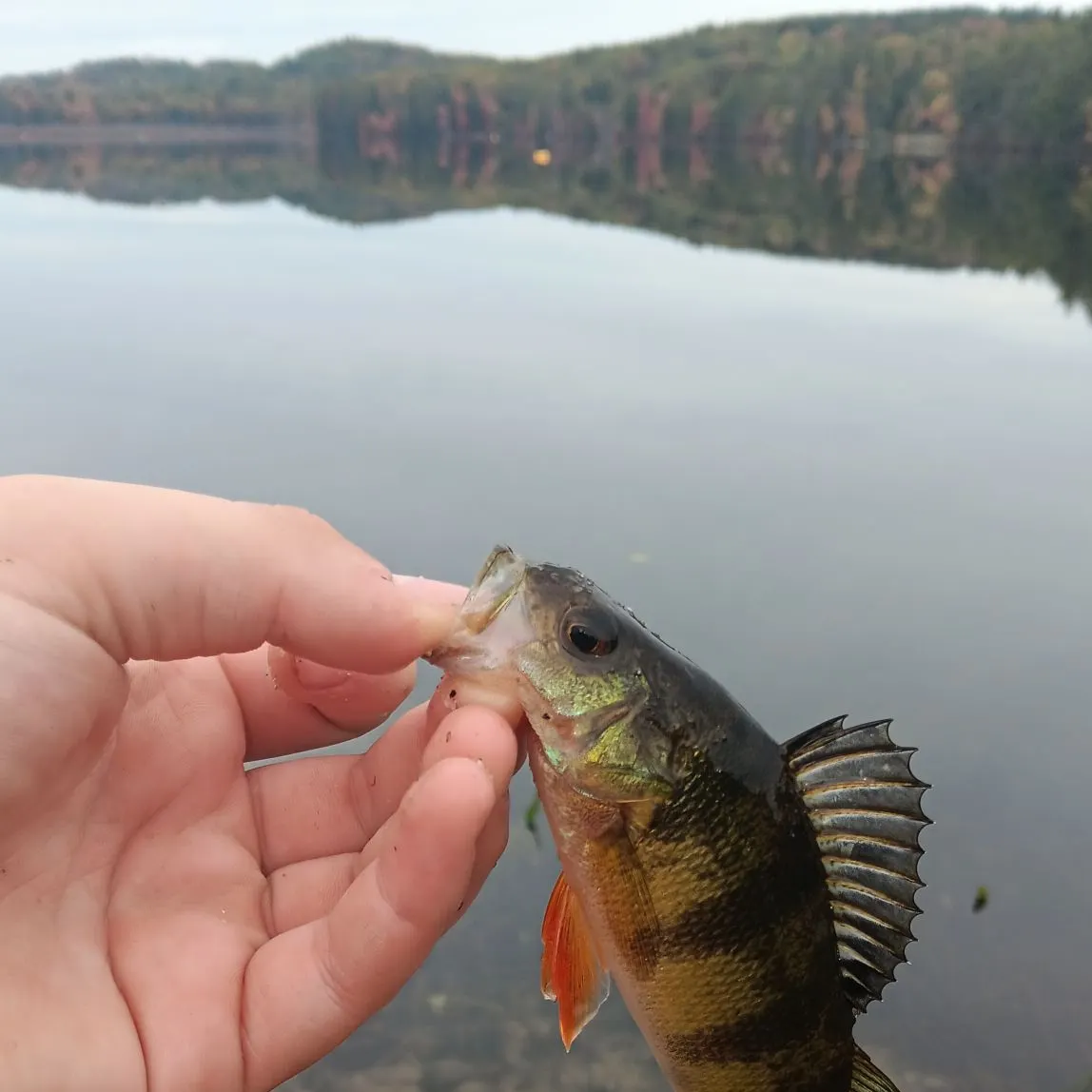 Yellow perch caught on Fishbrain