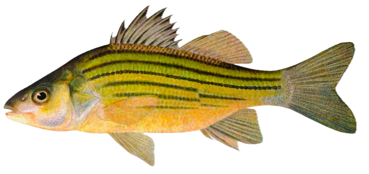 Yellow bass