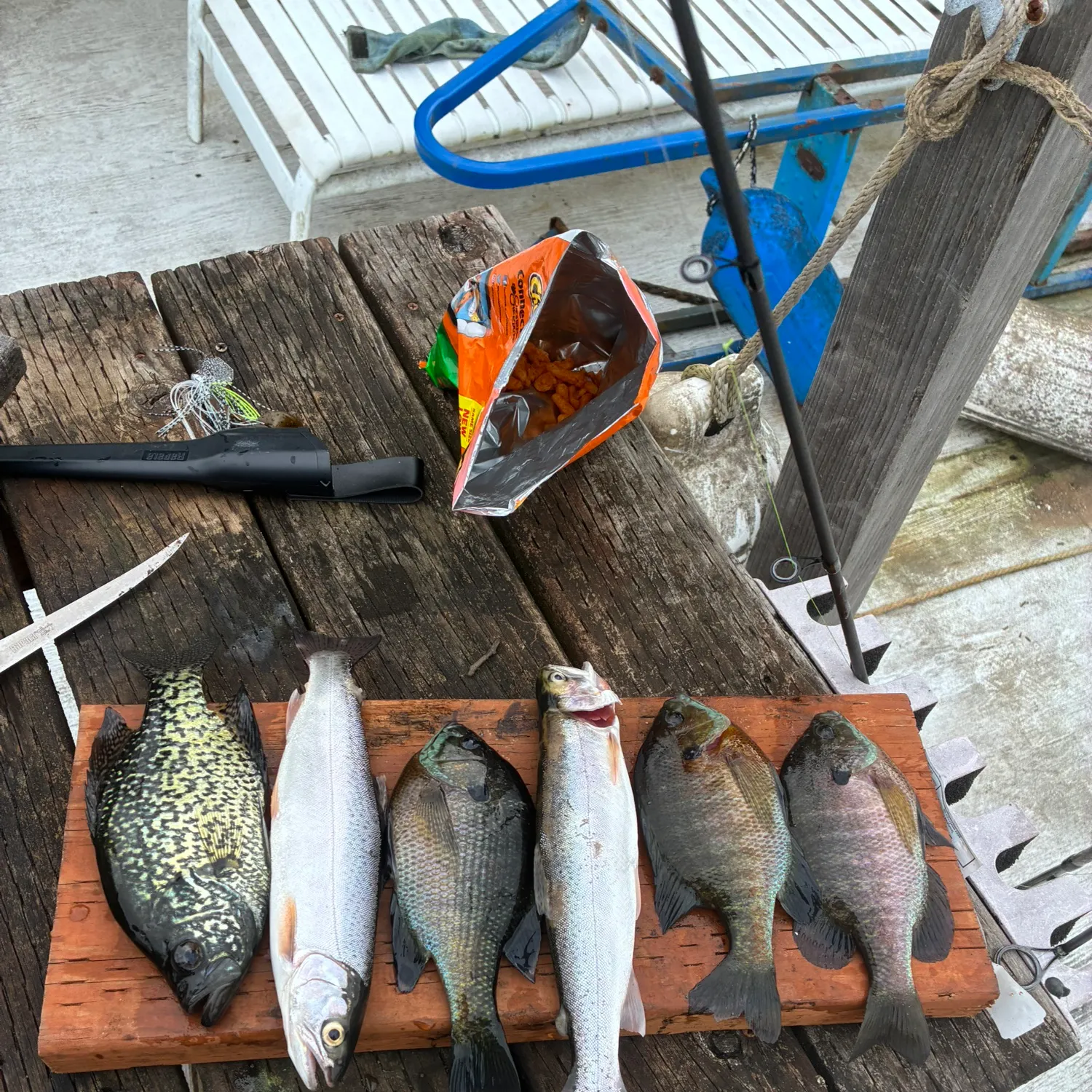 recently logged catches