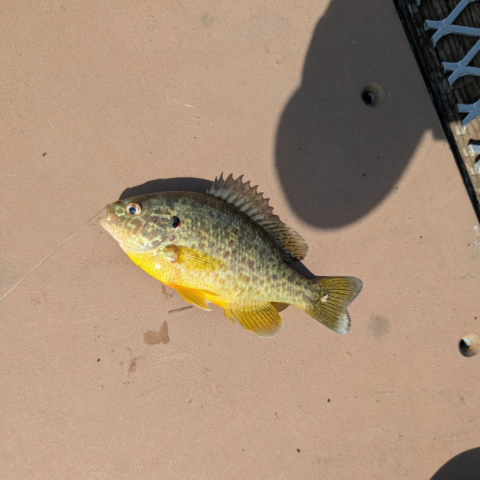 Fish caught on Fishbrain