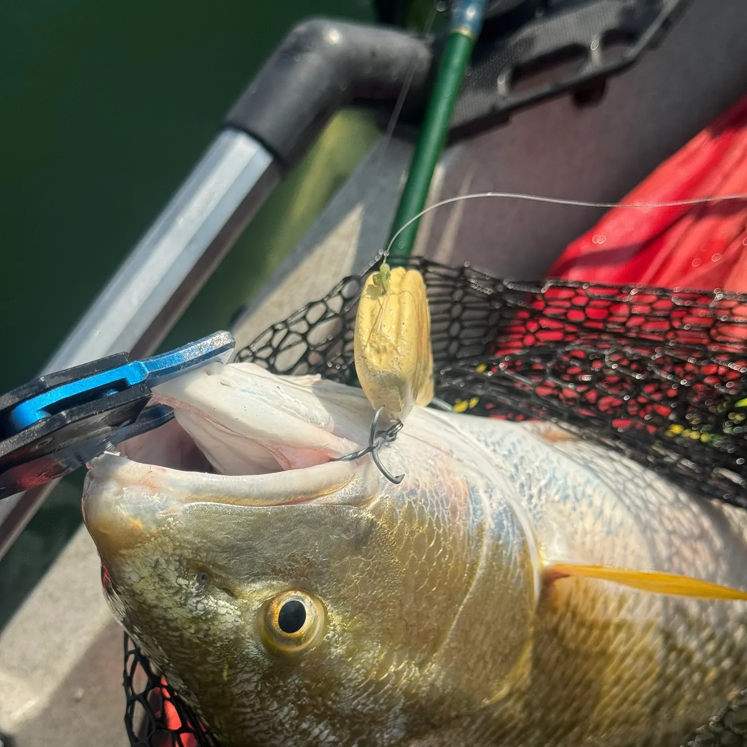 Red drum caught on Fishbrain