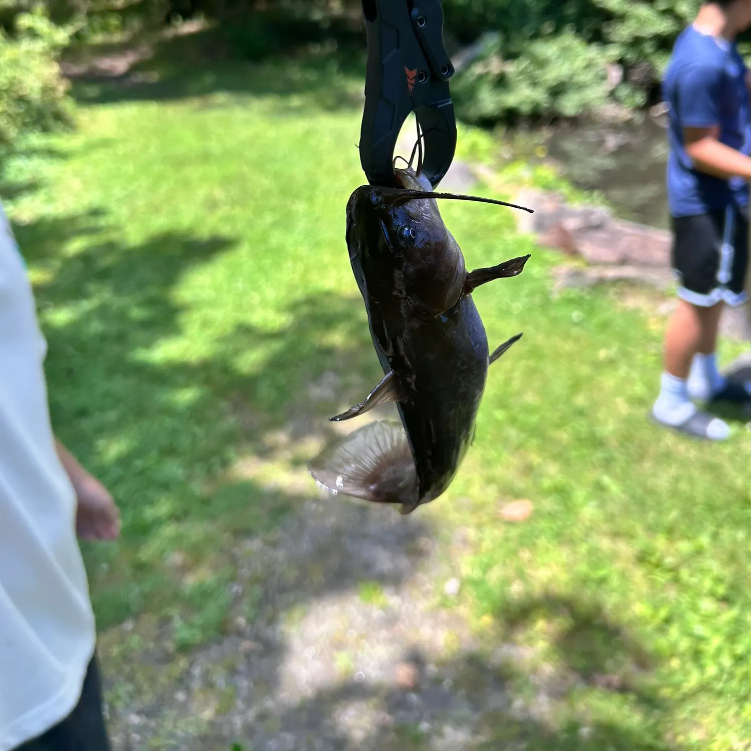 Black bullhead caught on Fishbrain