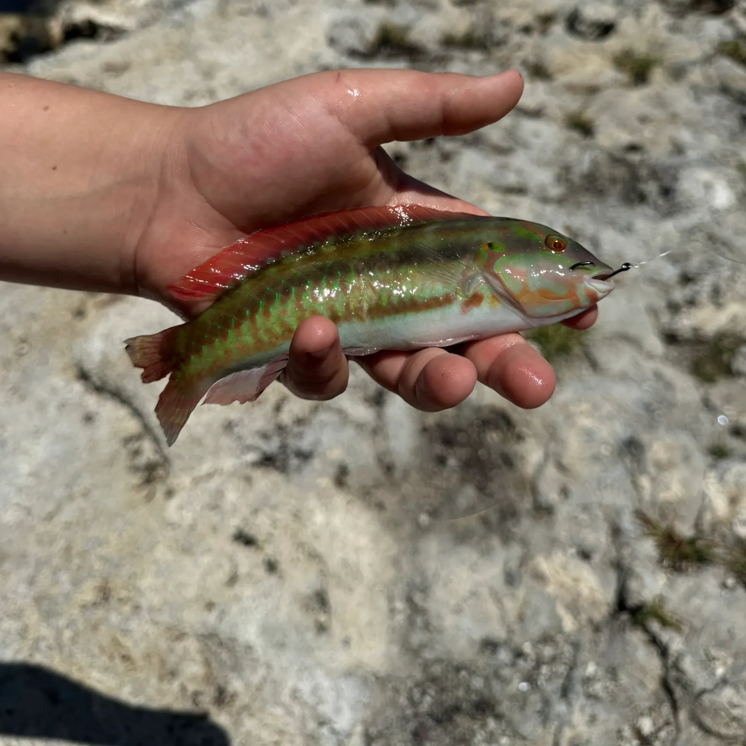 The most recent Slippery dick wrasse catches on Fishbrain