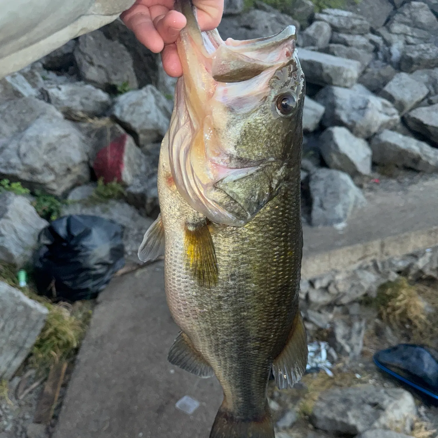 Largemouth bass caught on Fishbrain