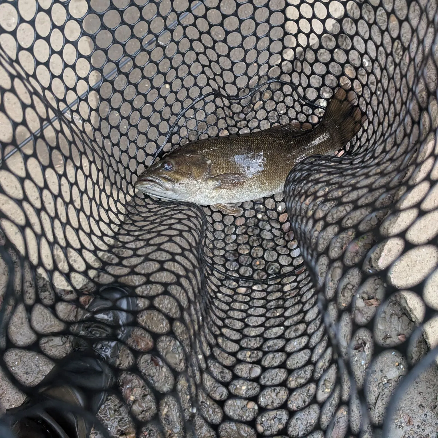Smallmouth bass caught on Fishbrain
