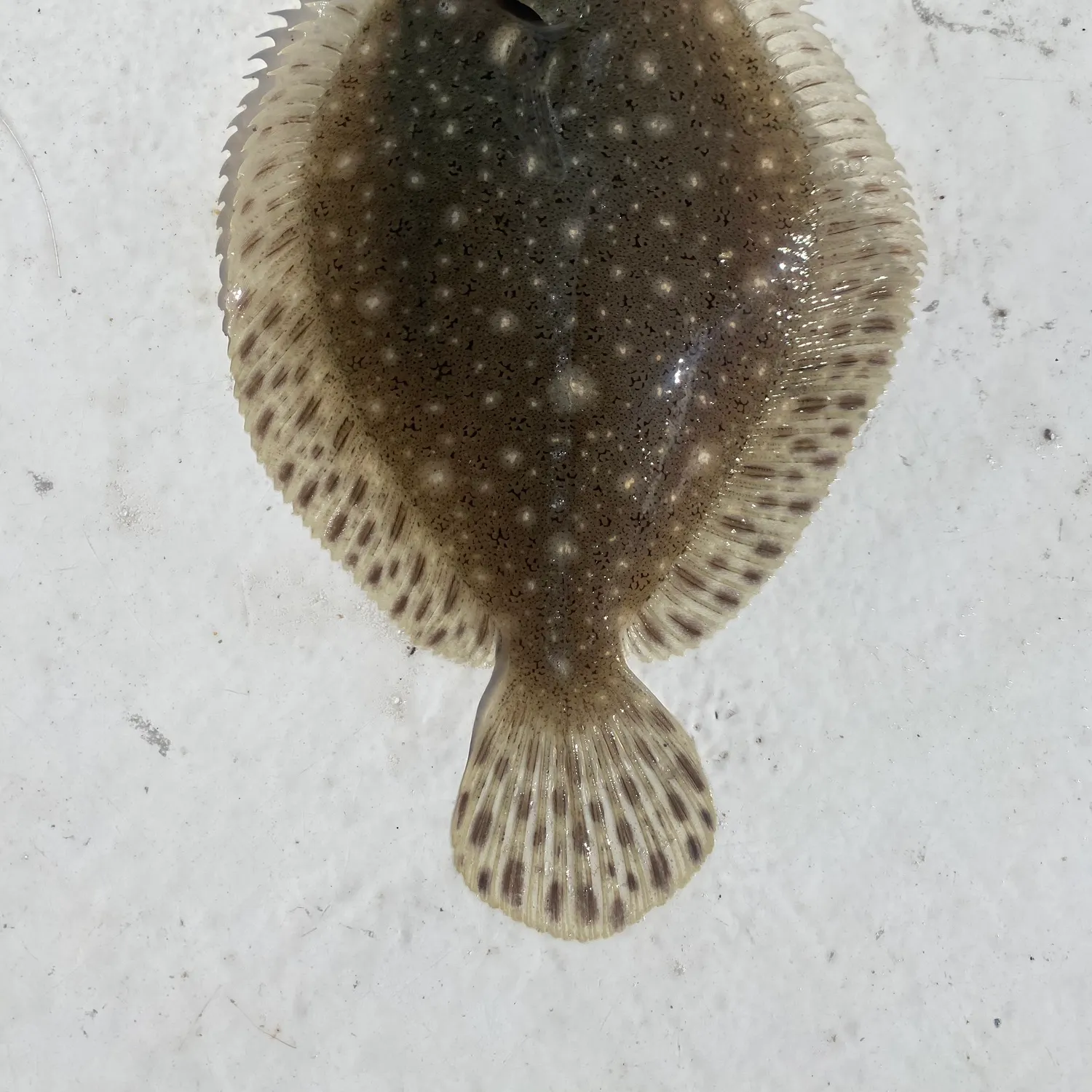 The most popular recent Windowpane flounder catch on Fishbrain