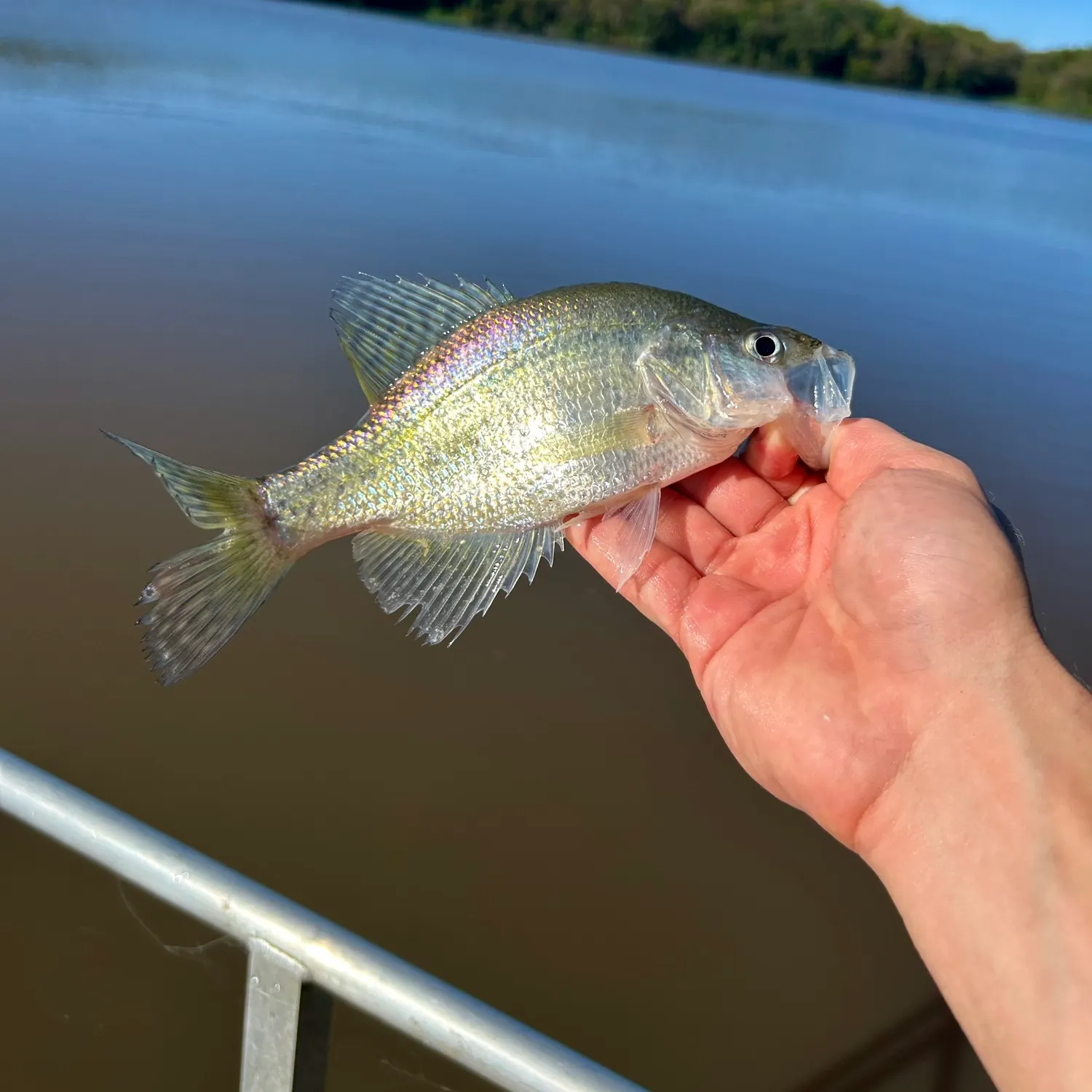 White crappie caught on Fishbrain