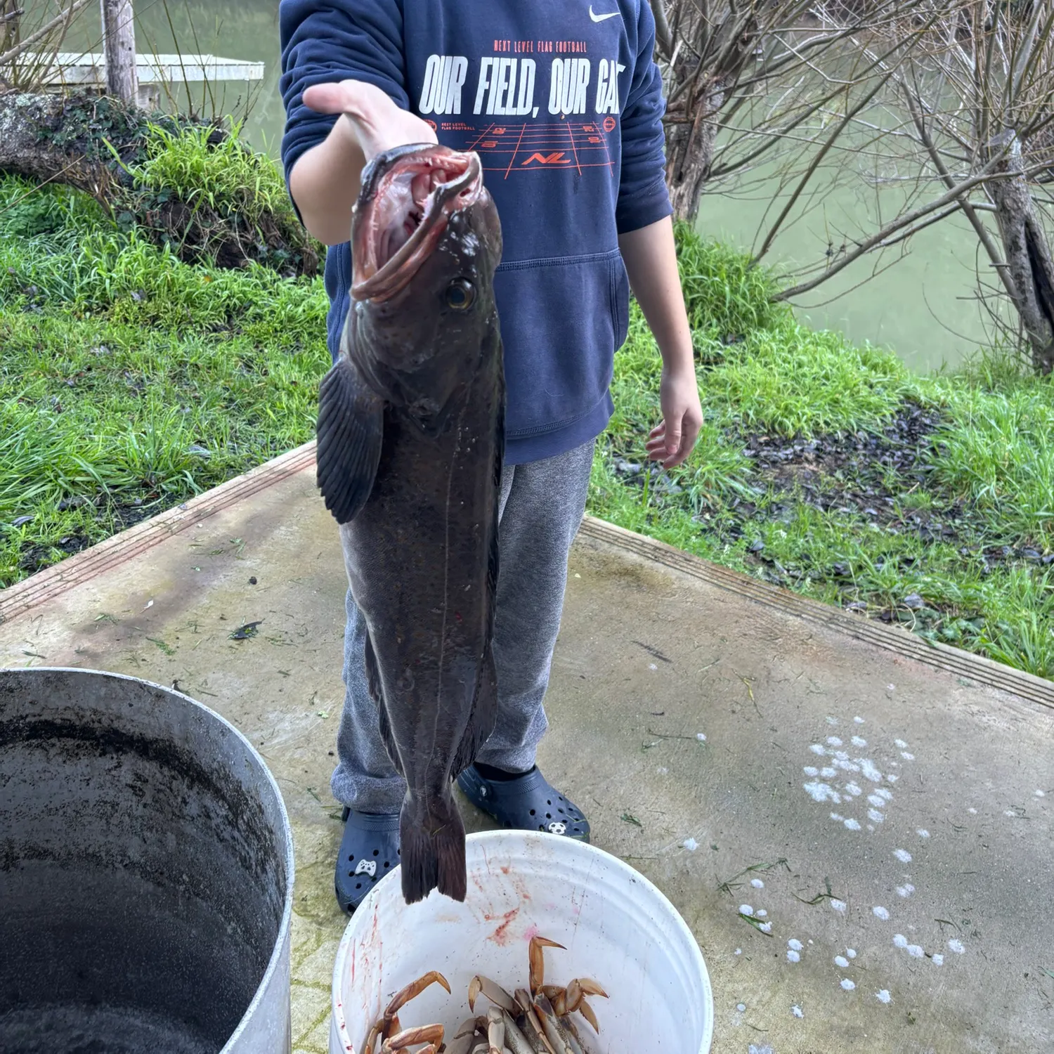 The most recent Lingcod catches on Fishbrain