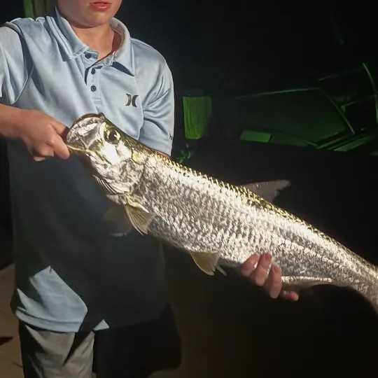 The most recent Tarpon catches on Fishbrain