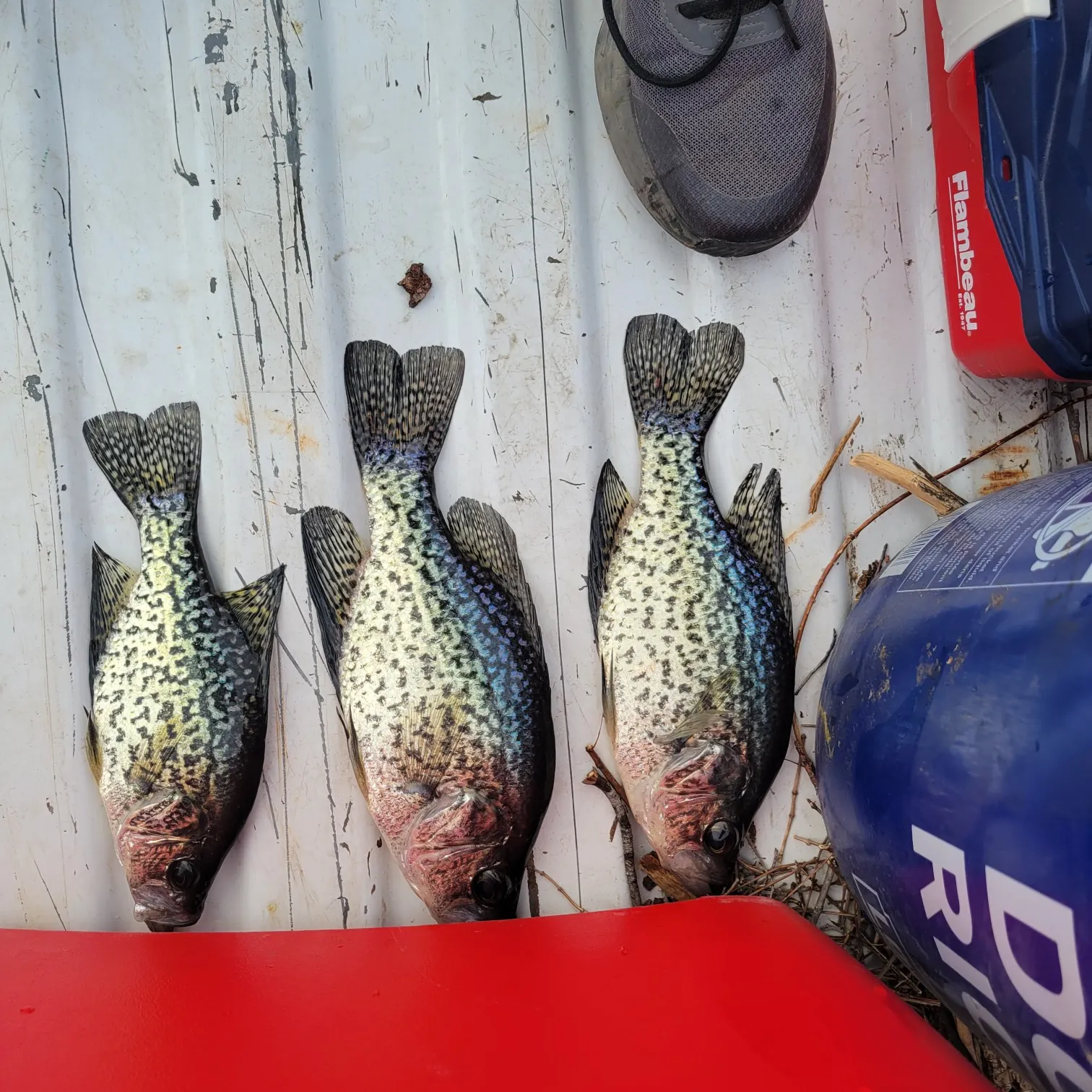 recently logged catches