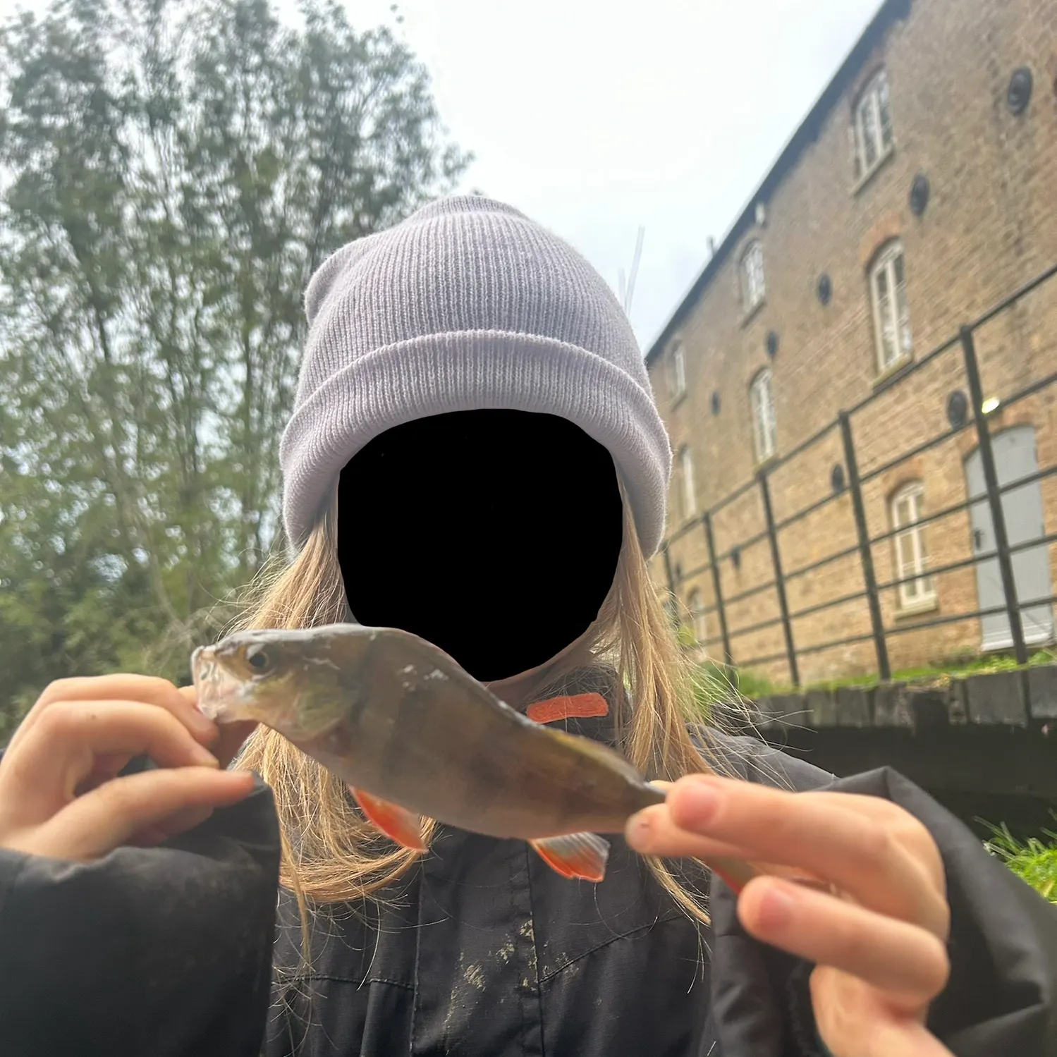 European perch caught on Fishbrain