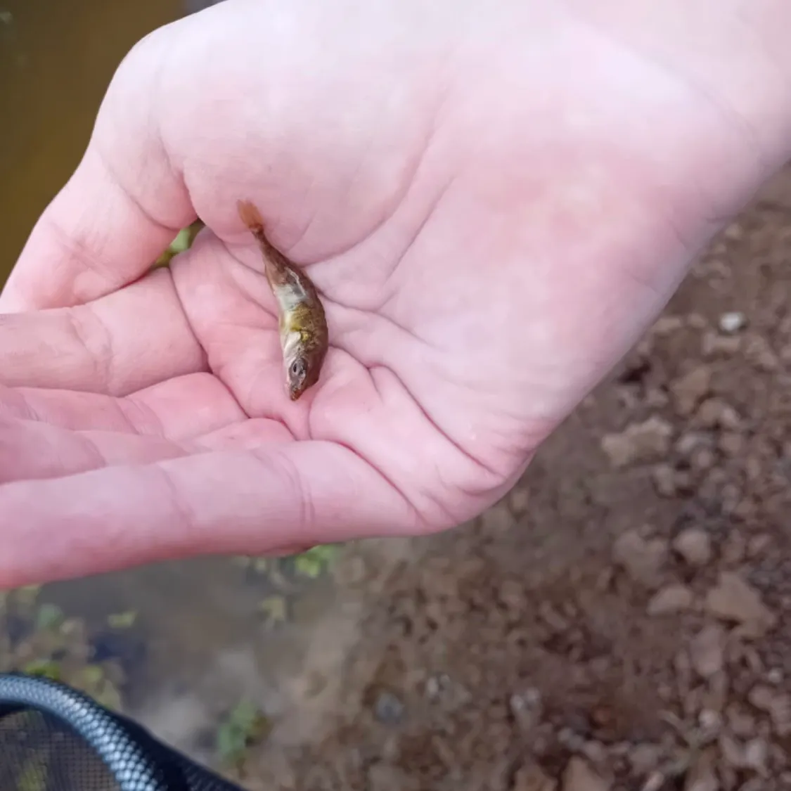 The most recent Three-spined stickleback catches on Fishbrain