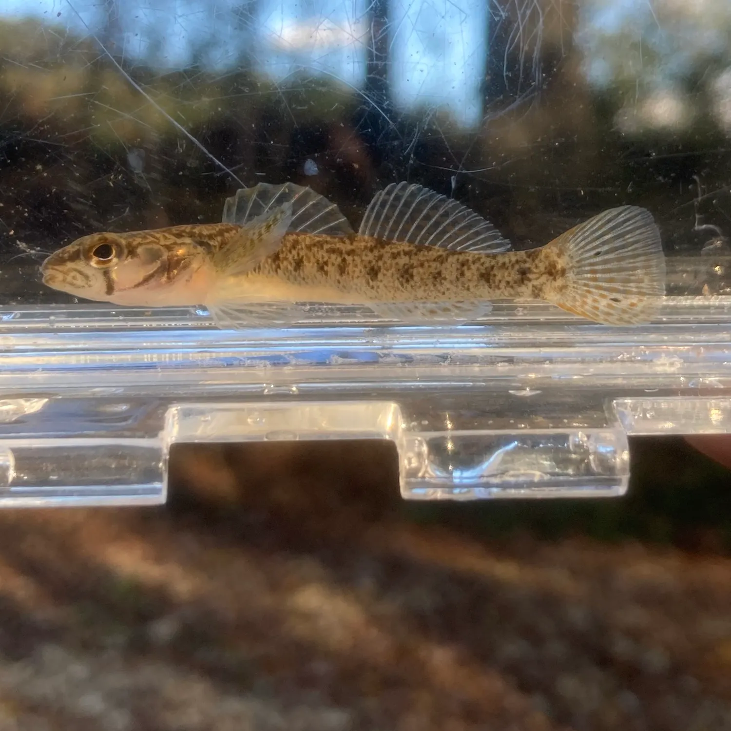 The most recent Slabrock darter catches on Fishbrain