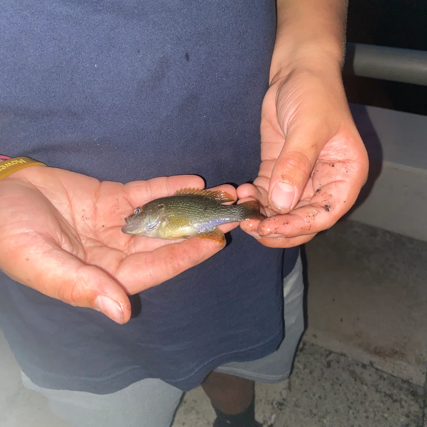 Pumpkinseed caught on Fishbrain