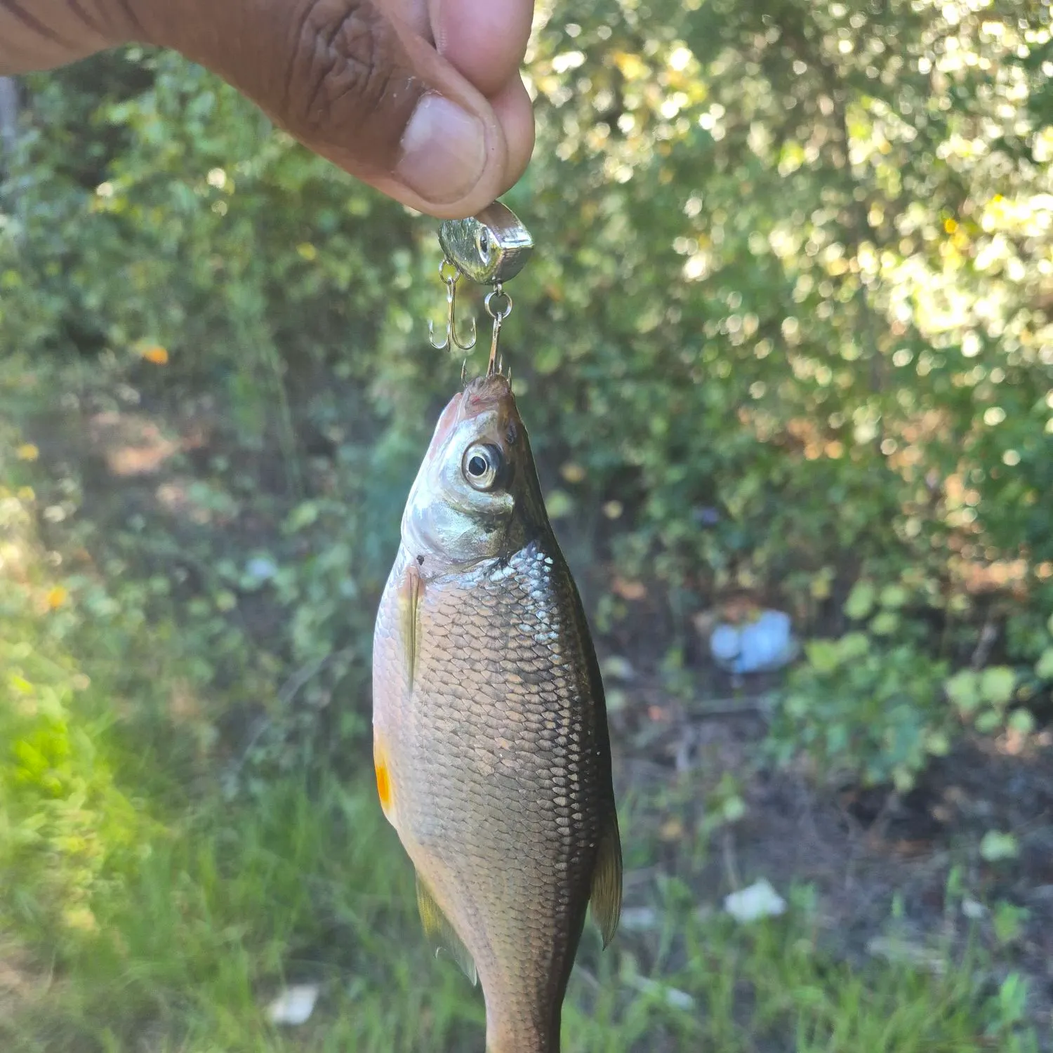 Golden shiner caught on Fishbrain