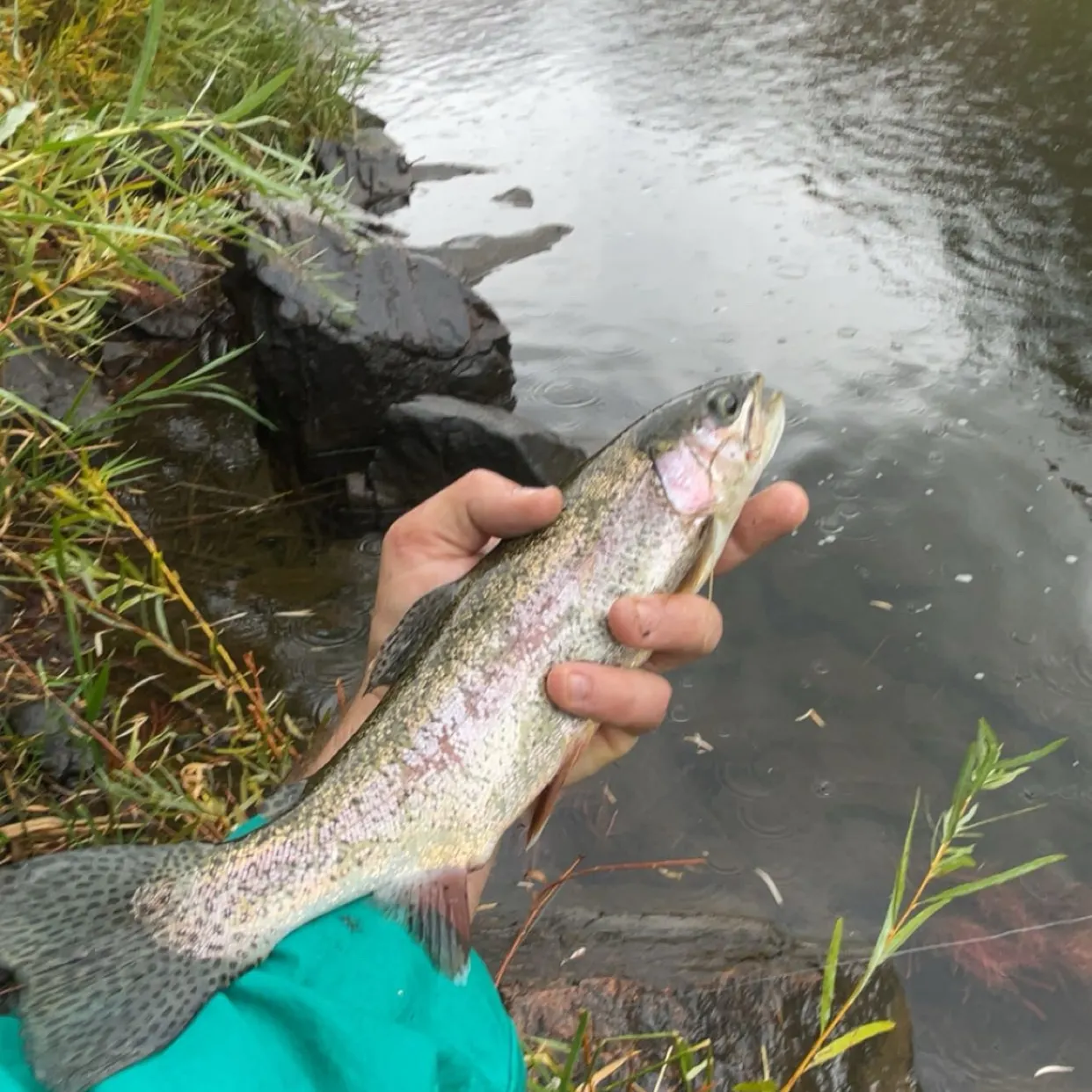 Rainbow trout caught on Fishbrain
