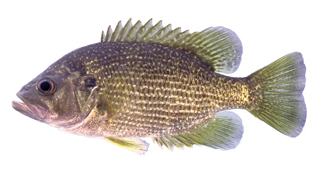 Roanoke bass