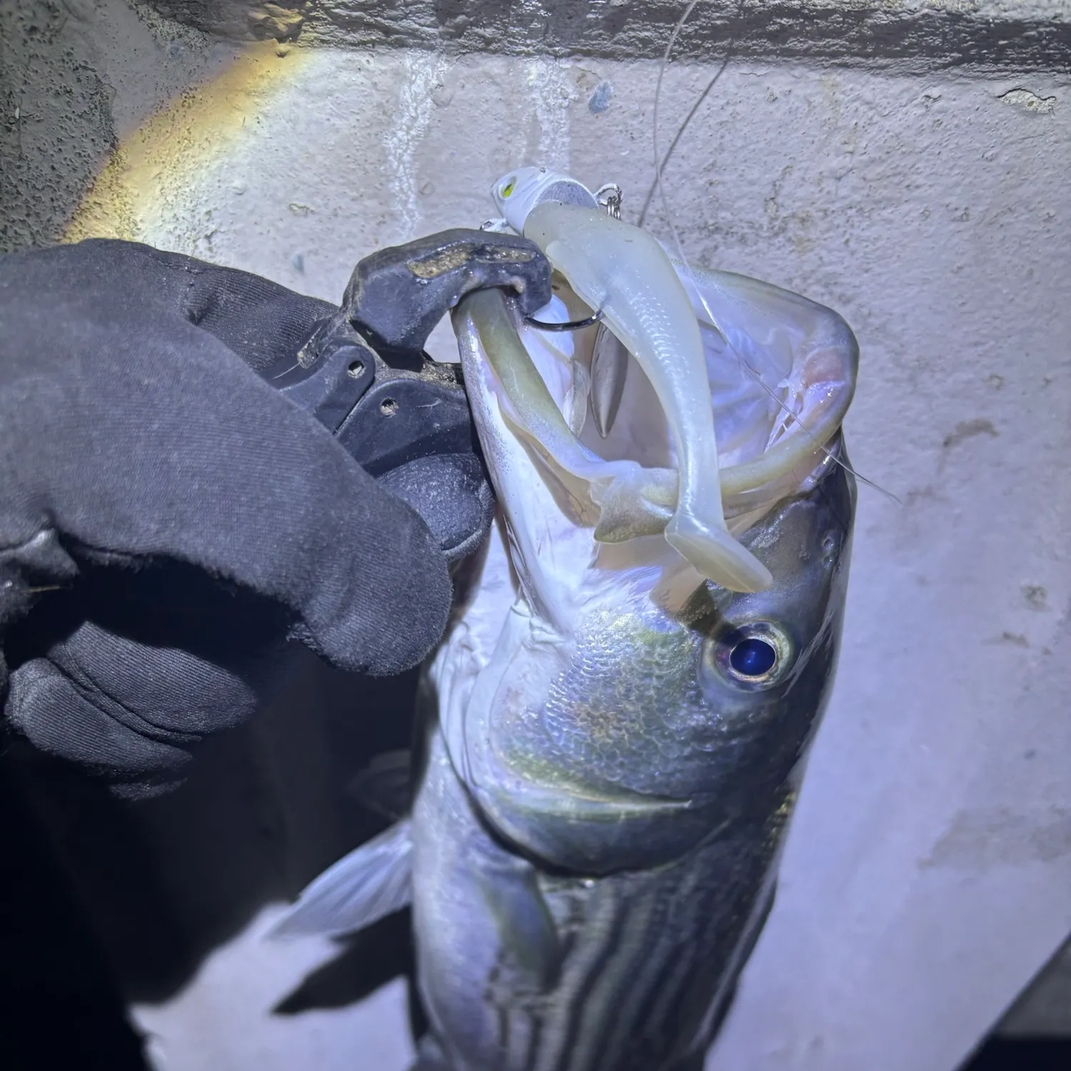Striped bass caught on Fishbrain