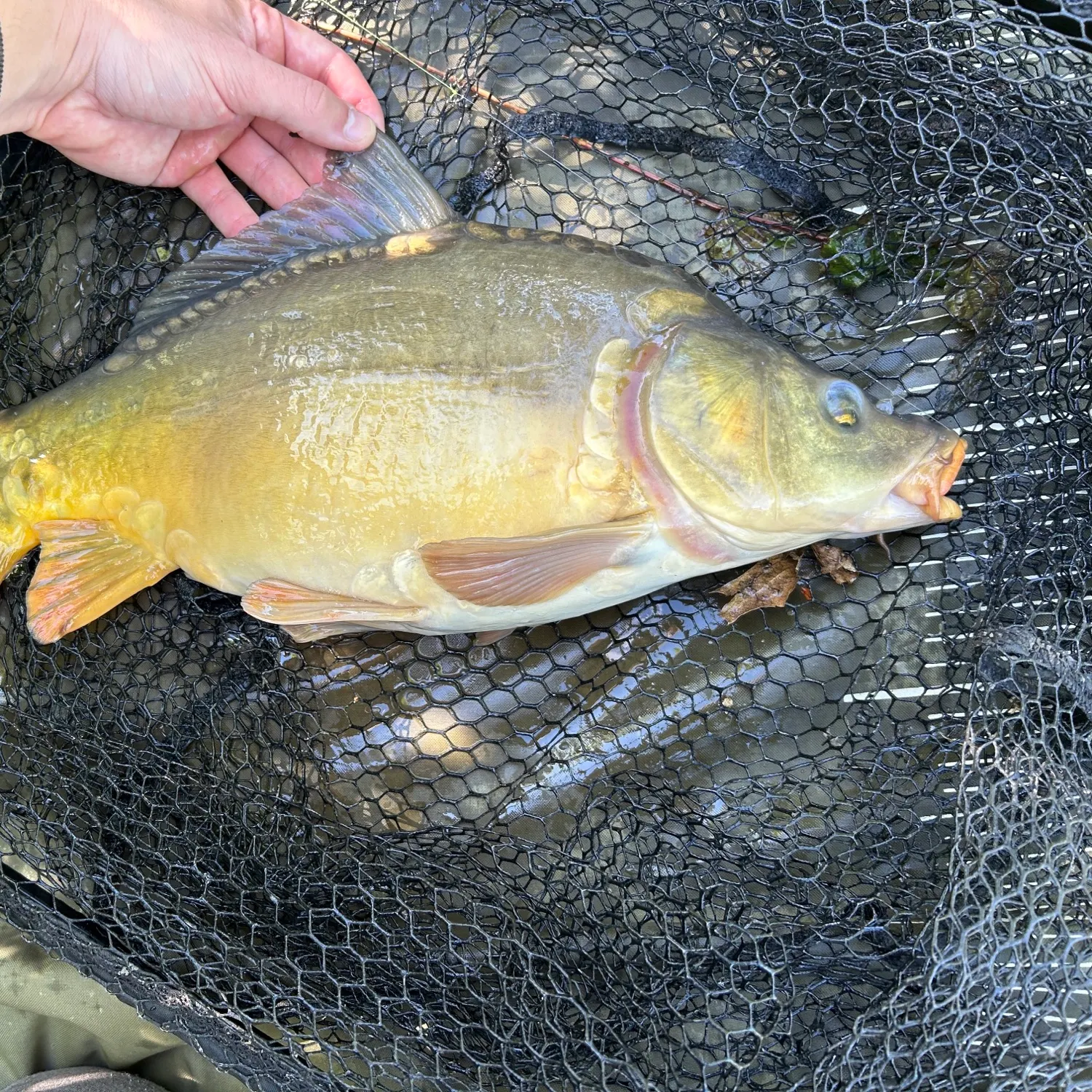 Mirror carp caught on Fishbrain