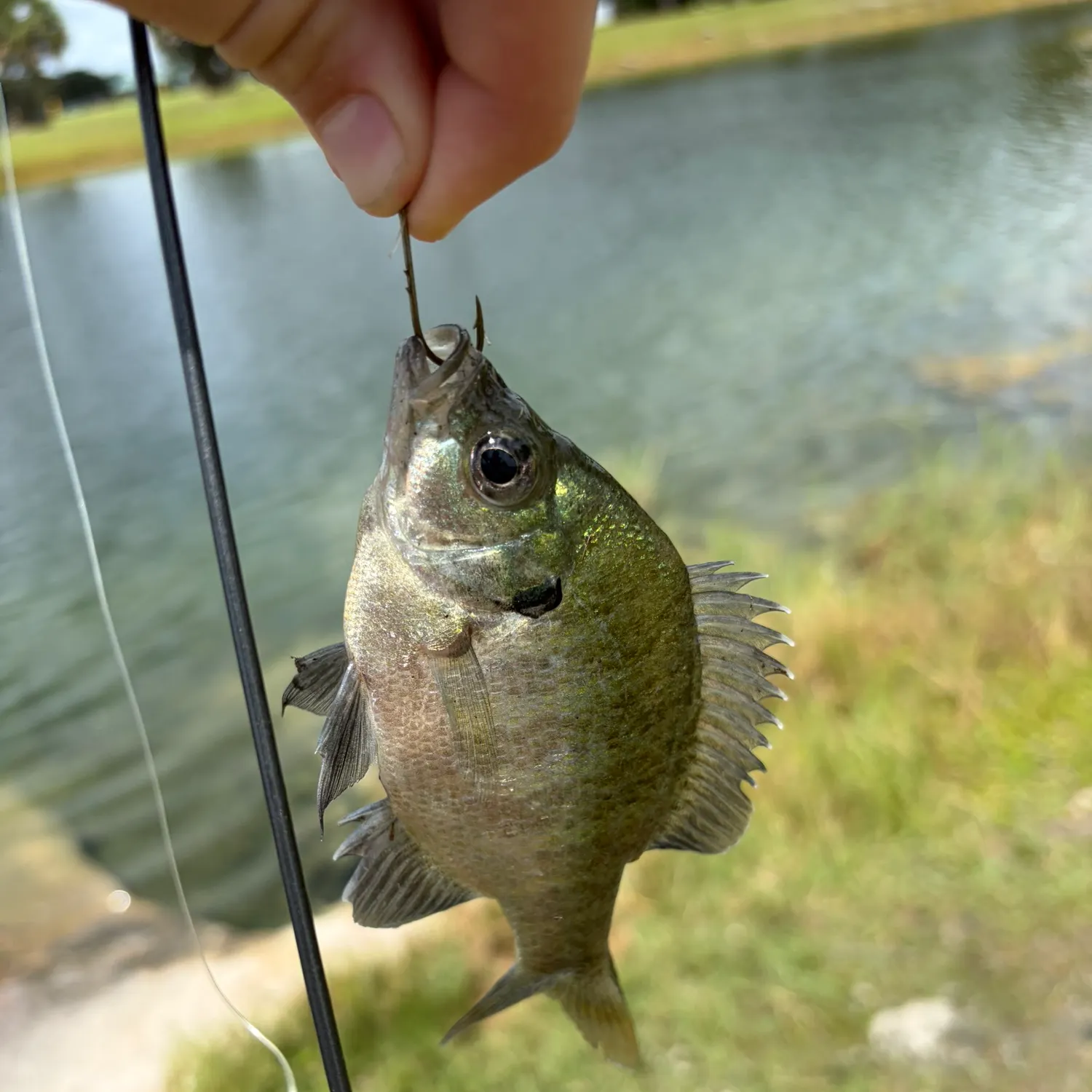 Bluegill caught on Fishbrain