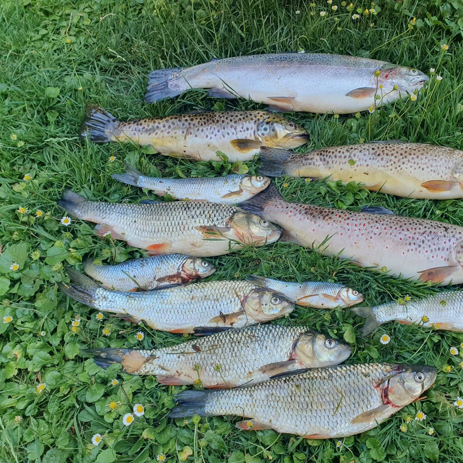 Lake trout caught on Fishbrain