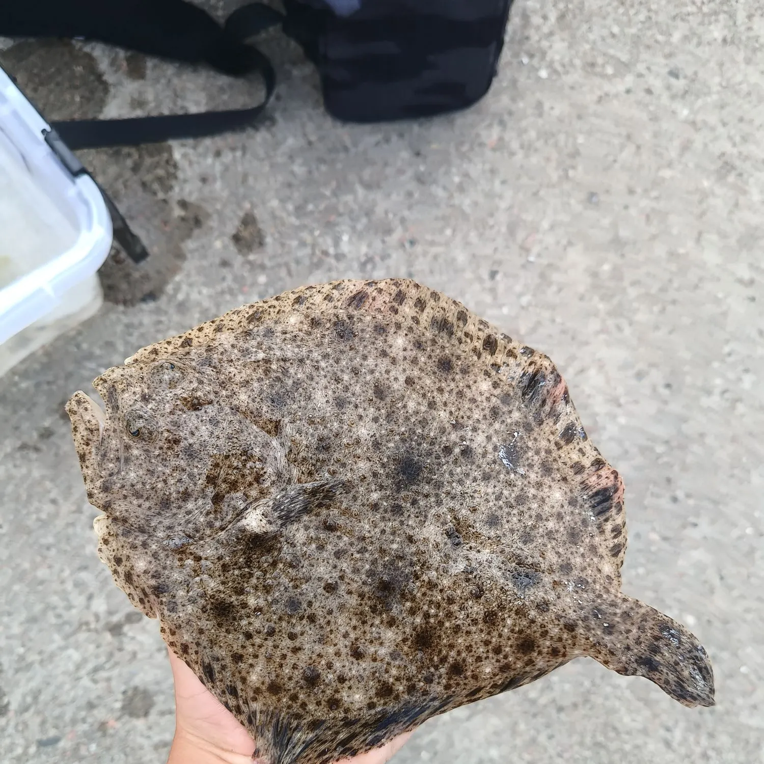 The most recent Turbot catches on Fishbrain