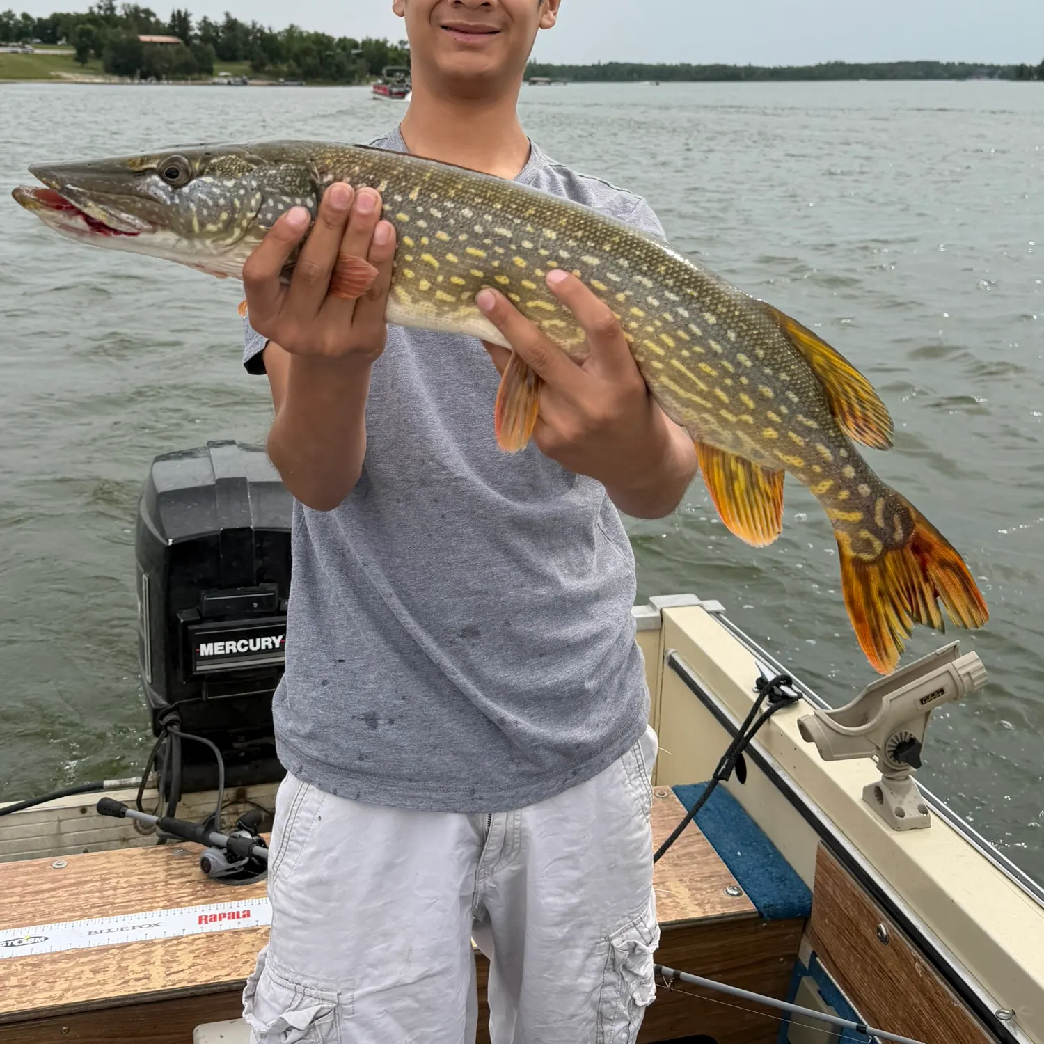 Northern pike caught on Fishbrain
